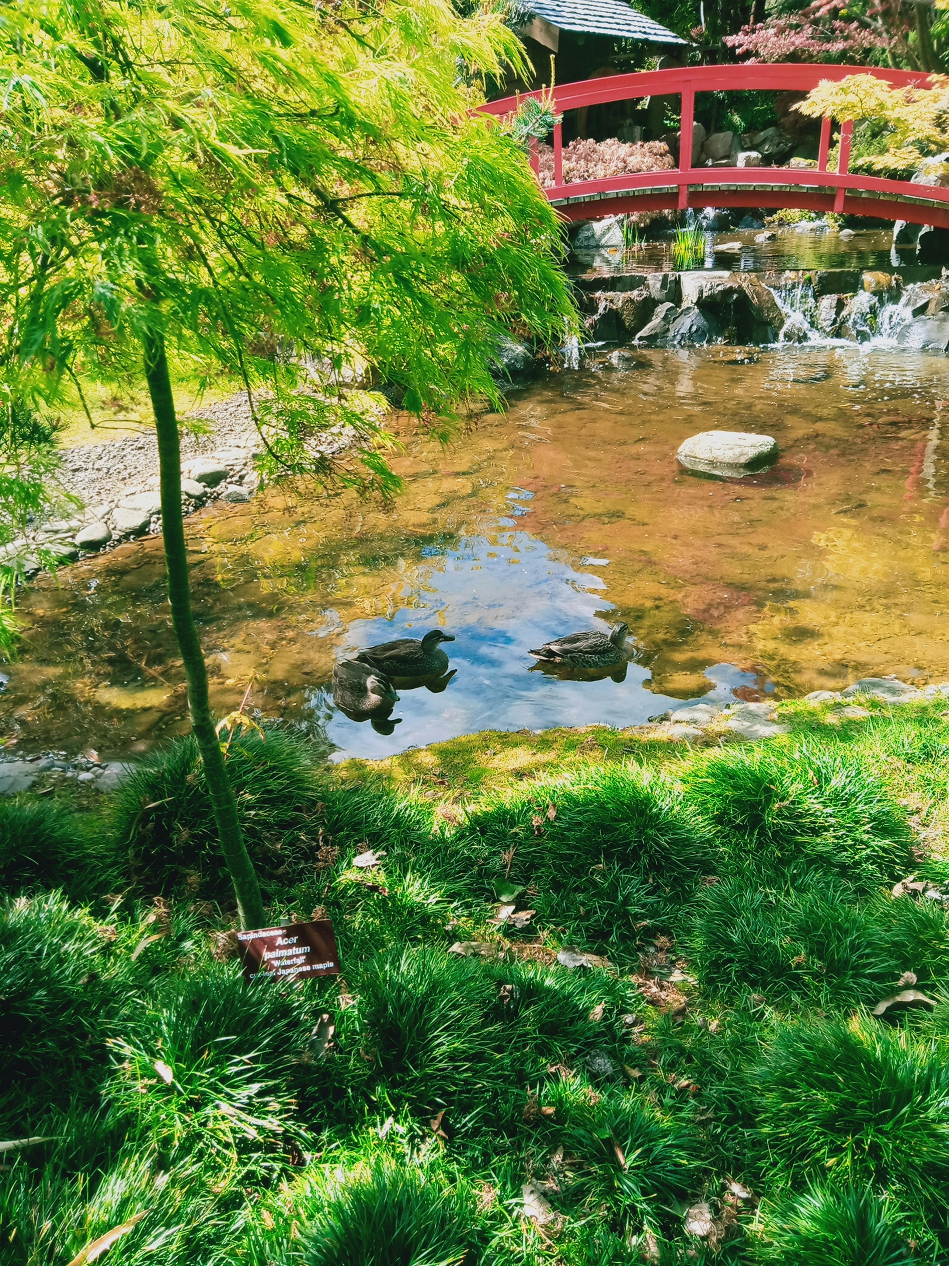 ducks in pond at Botanical Gardens