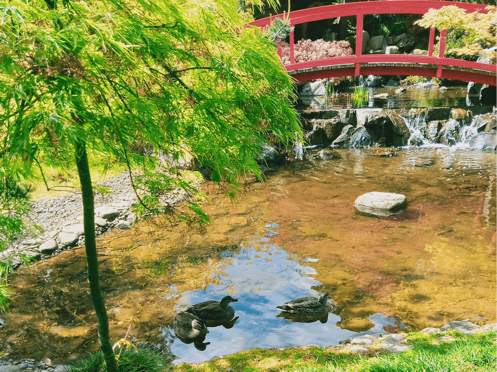 ducks in pond at Botanical Gardens