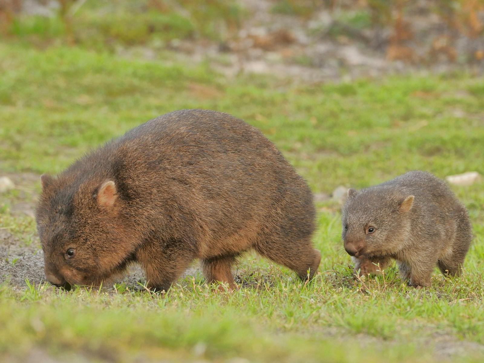 Wombat & Joey Trowunna Wildlife Sanctuary