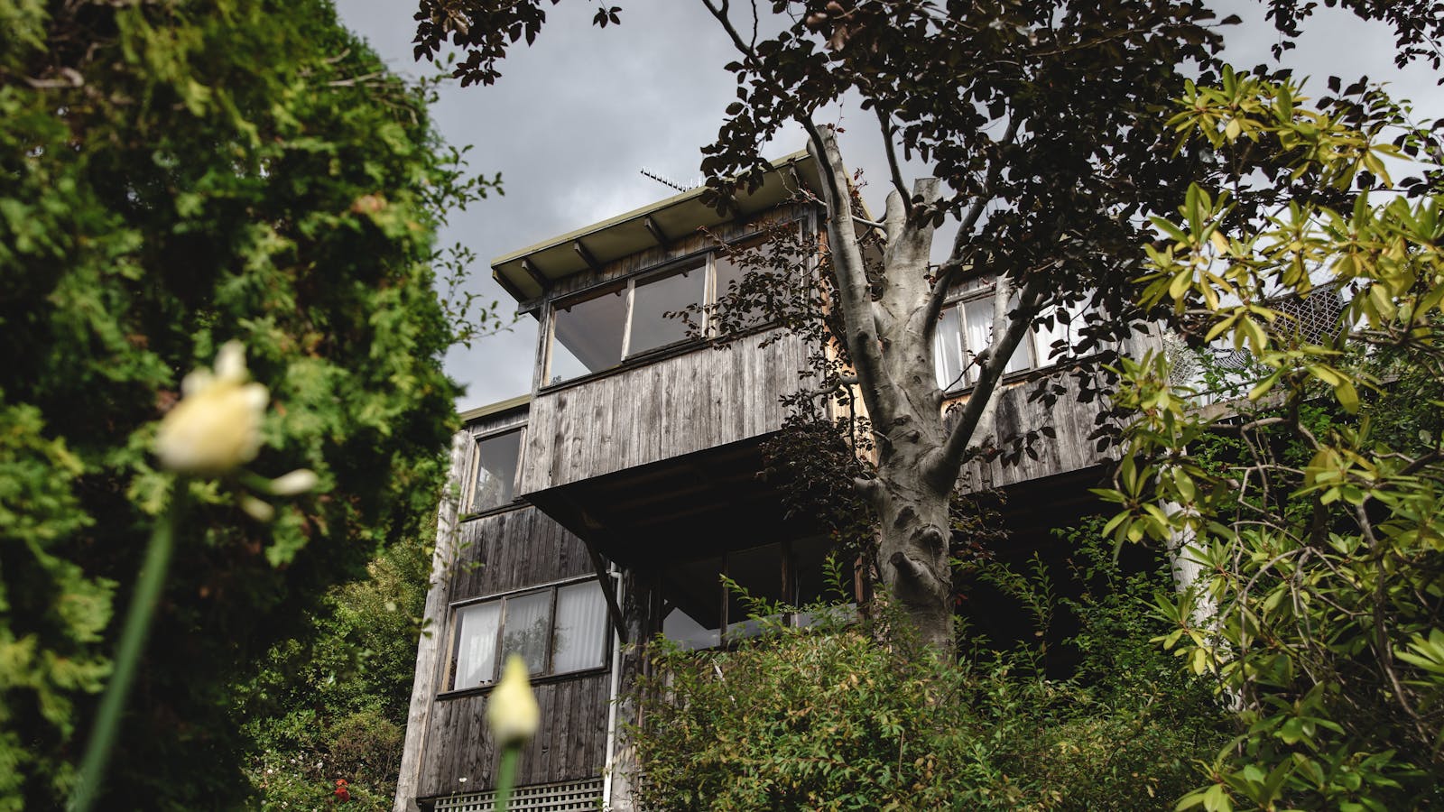 Del Sol Treehouse stands tall, nestled amongst the tree from its elevated position.