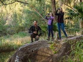 A tour guide and his group use binouclars to watch wildlife at Carnarvon Gorge.