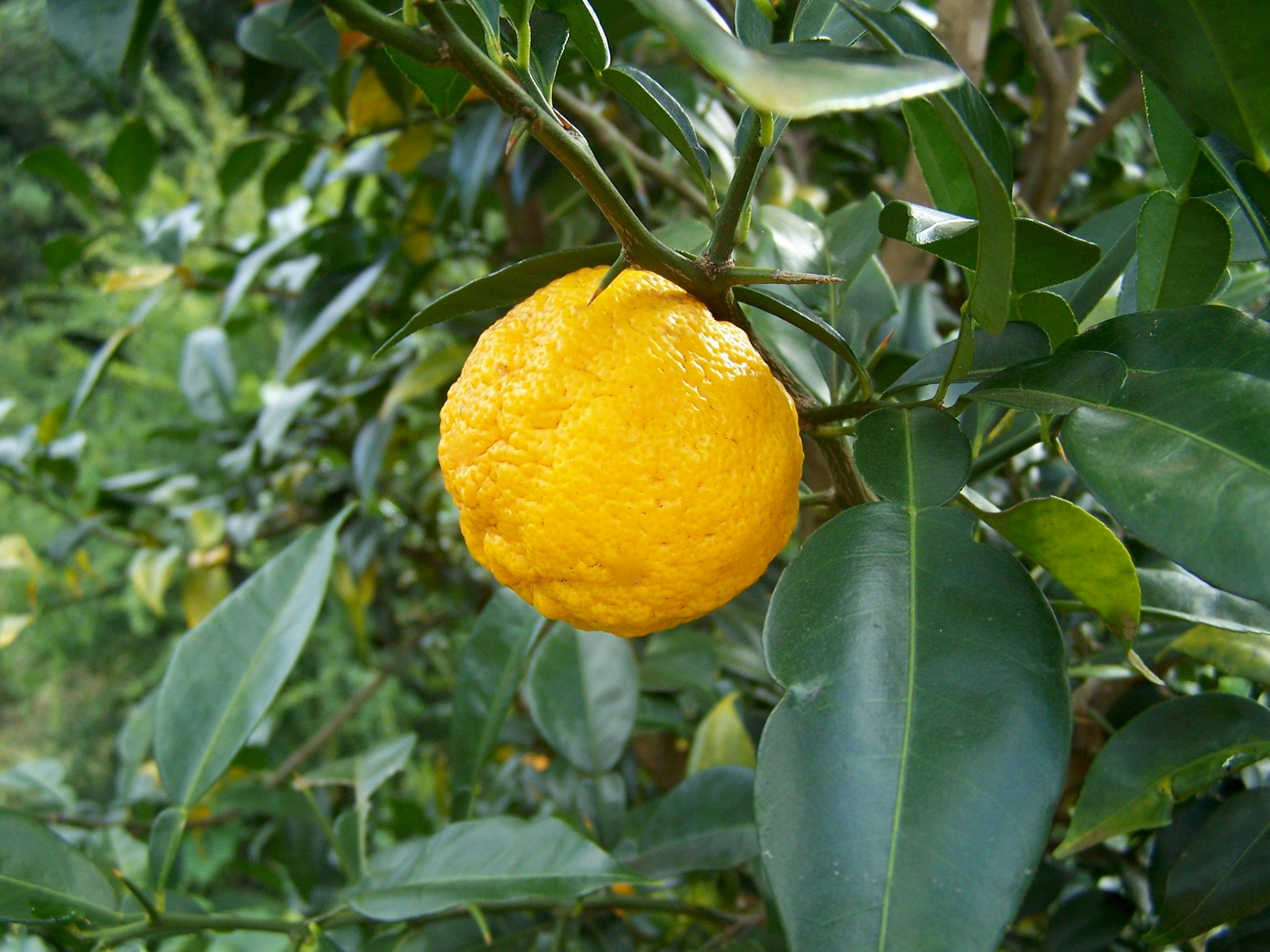 Yuzu Fruit is a Japanese Citrus that Buck grows on his farm.