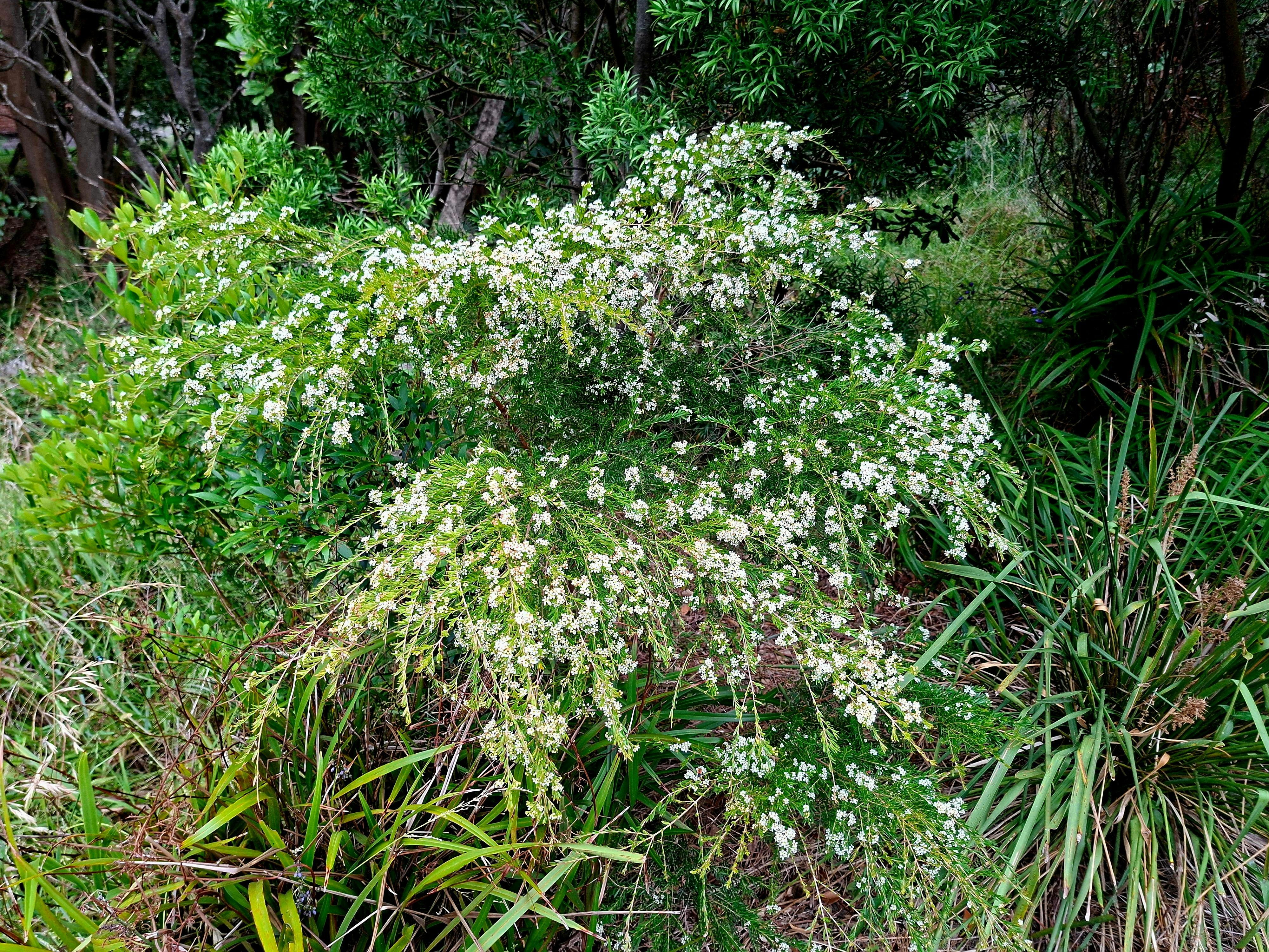 Green Space, Flora, Birds, Nature