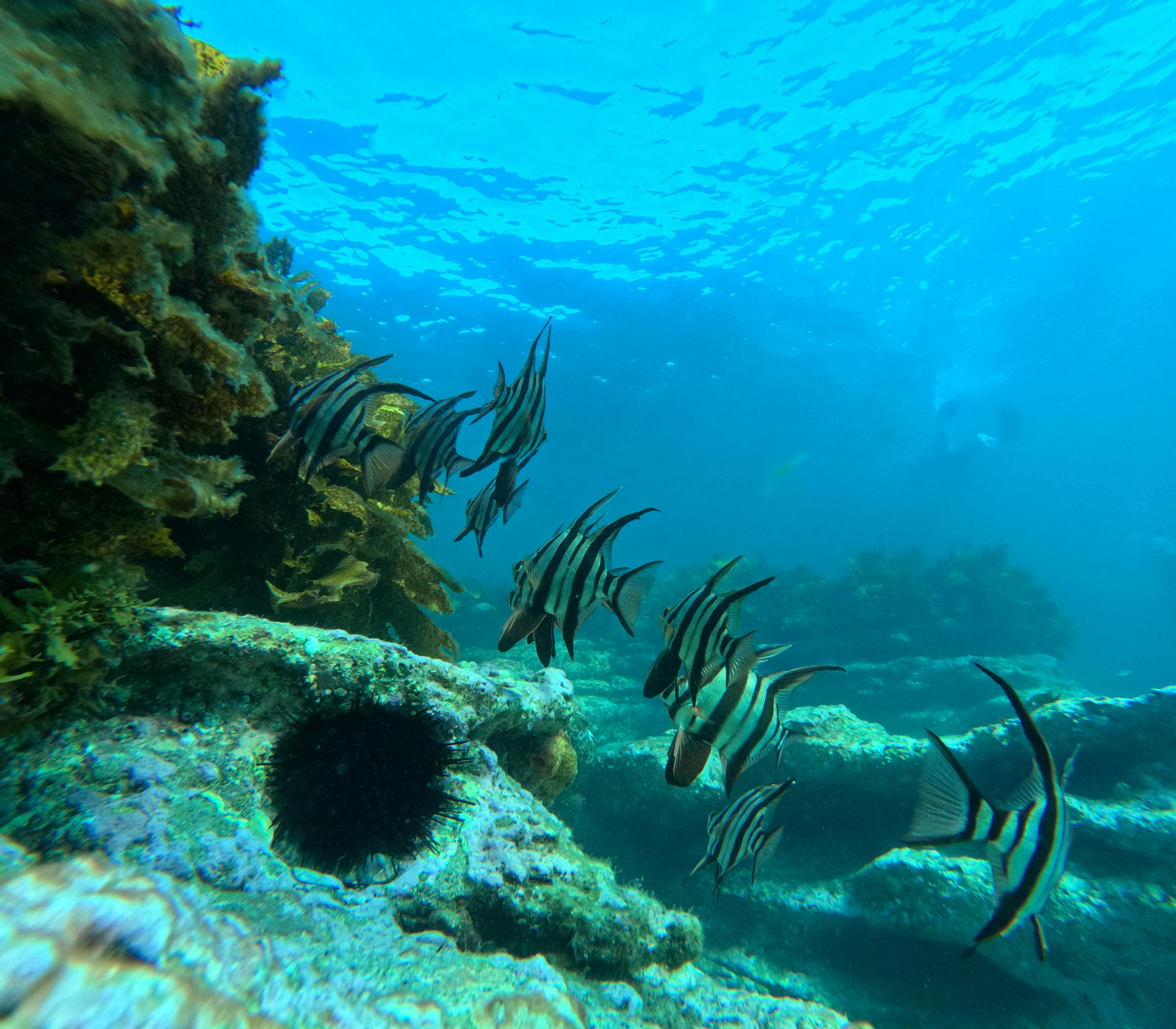 Clear water Jervis Bay