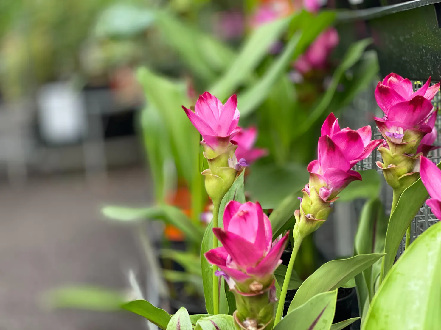 Stunning pink curcumas from The Potting Shed