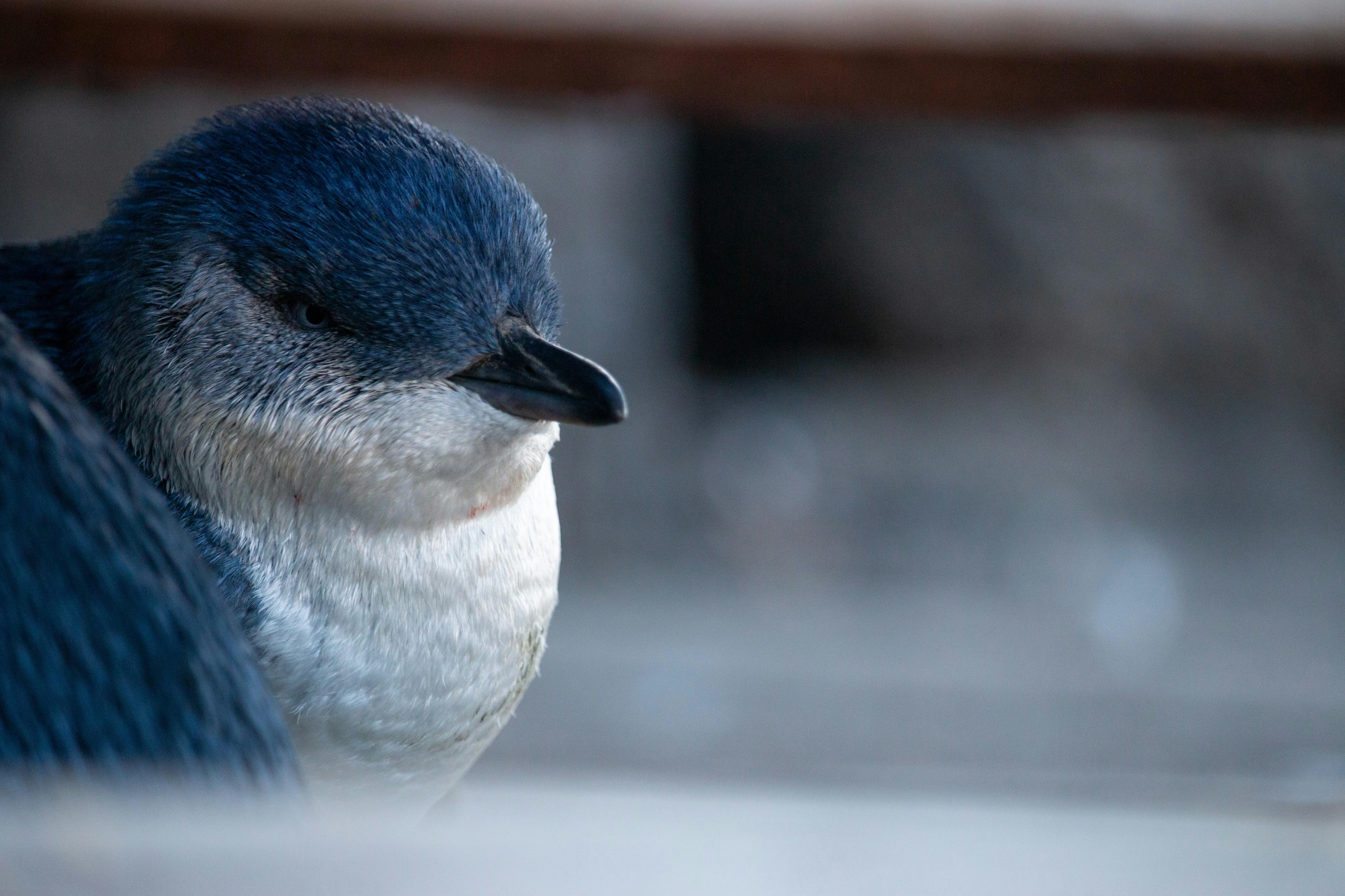 Sunset Penguin Cruise