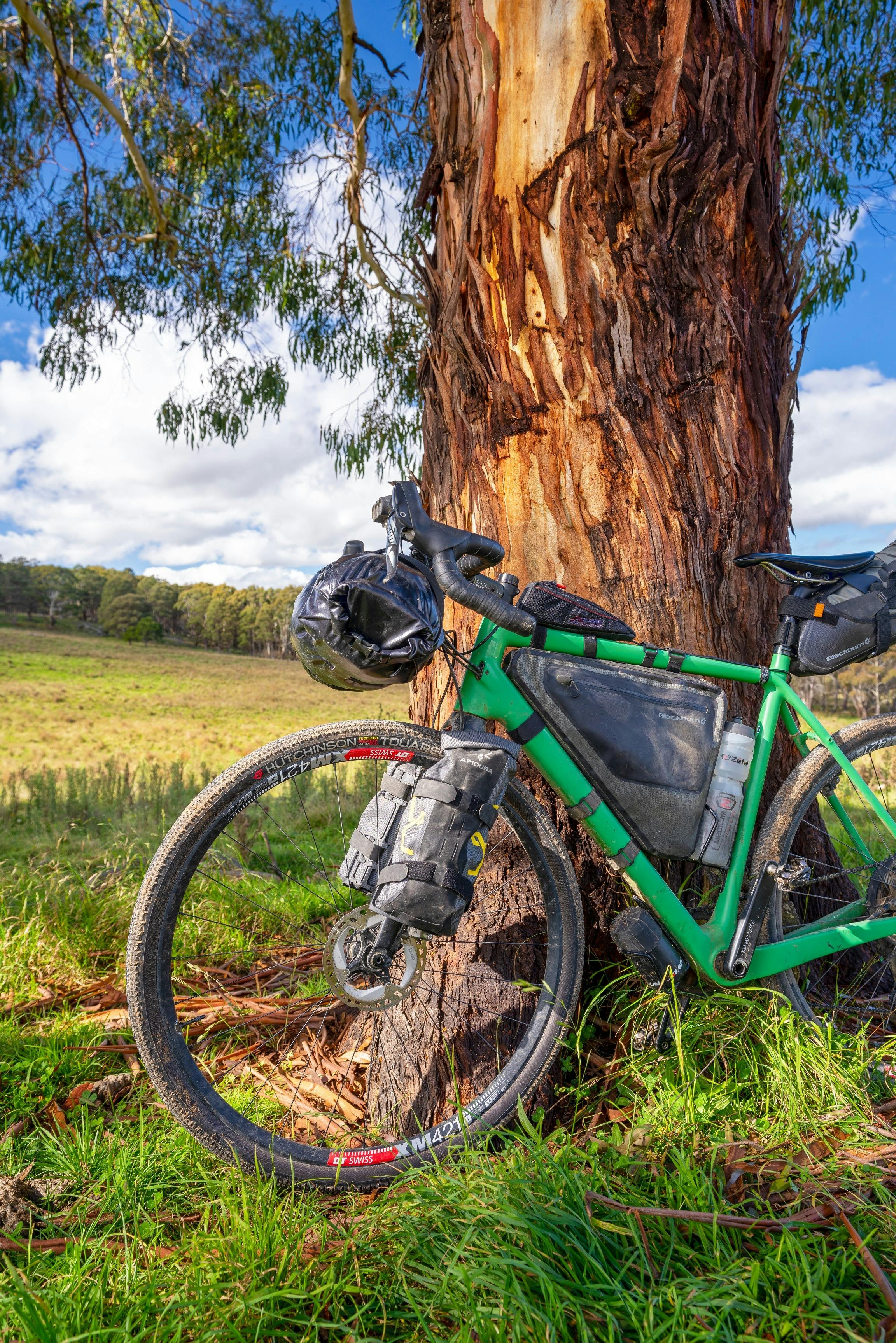 Bicycle leaning against a tree