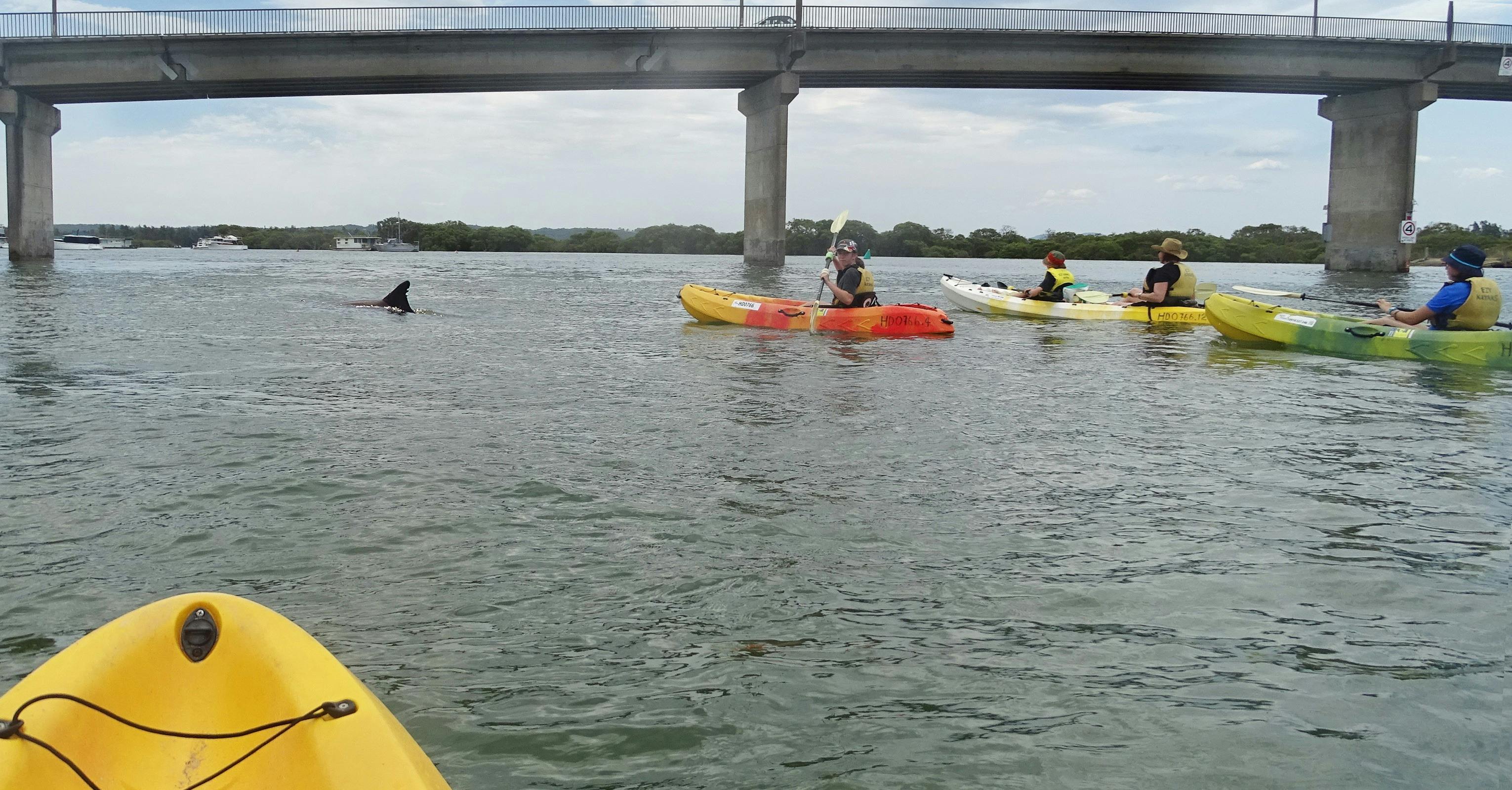 Dolphin watching