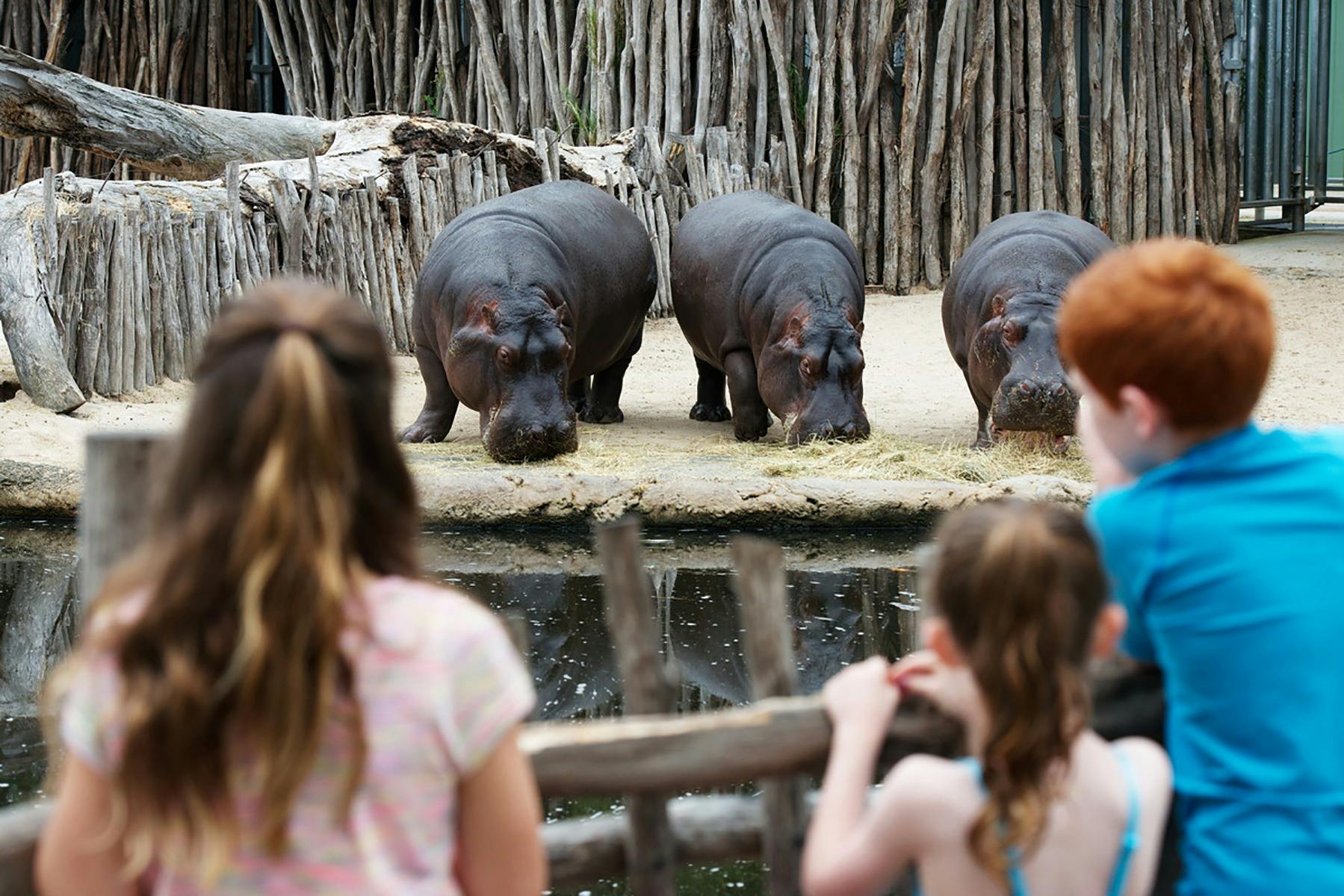 Kids and hippos