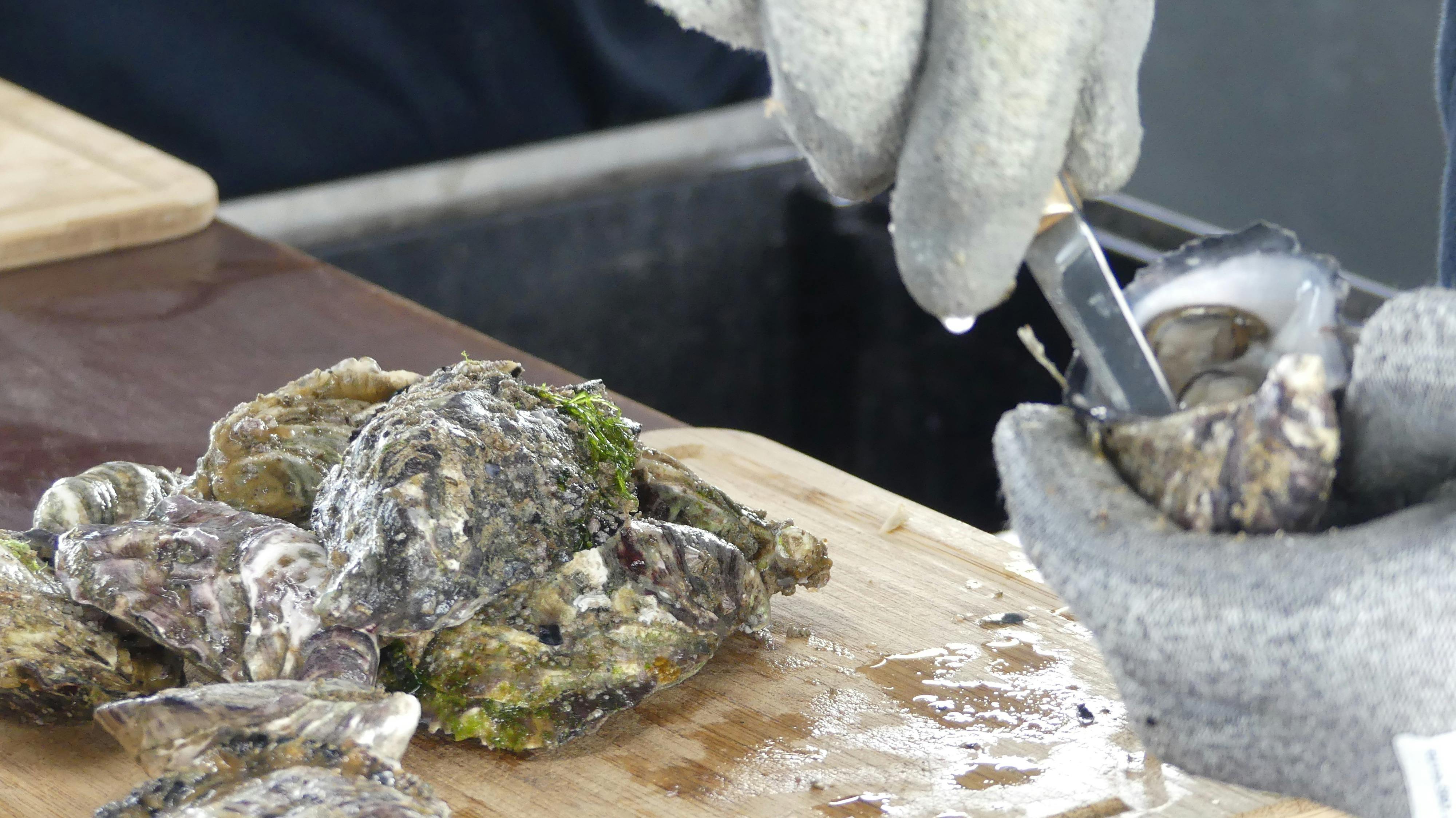Coffin Bay Oysters