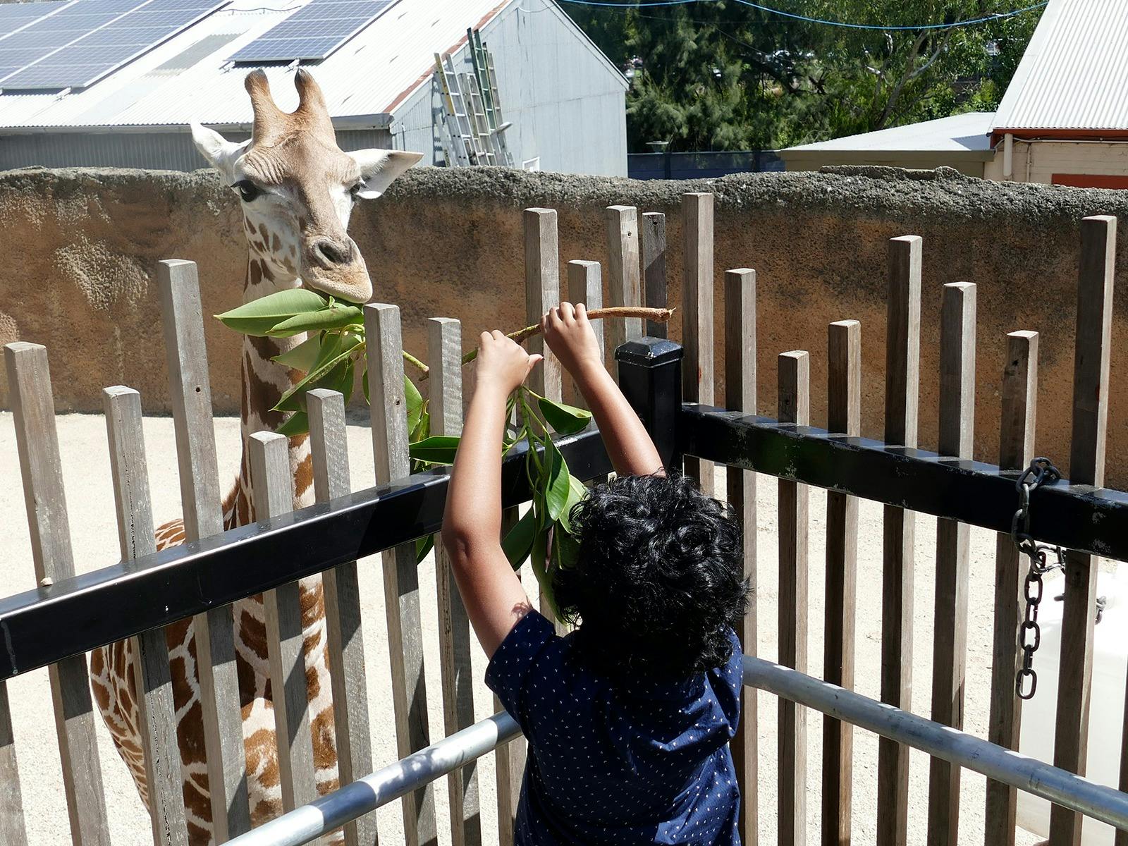 Giraffe Face-to-Face
