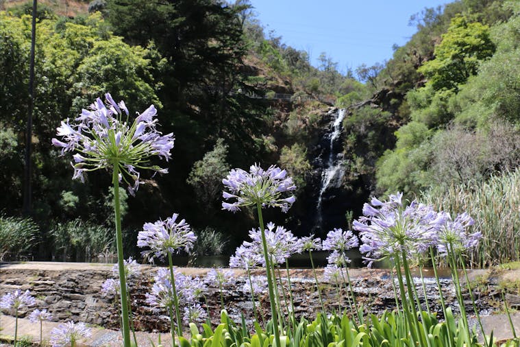 Waterfall Gully to Mount Lofty Hike