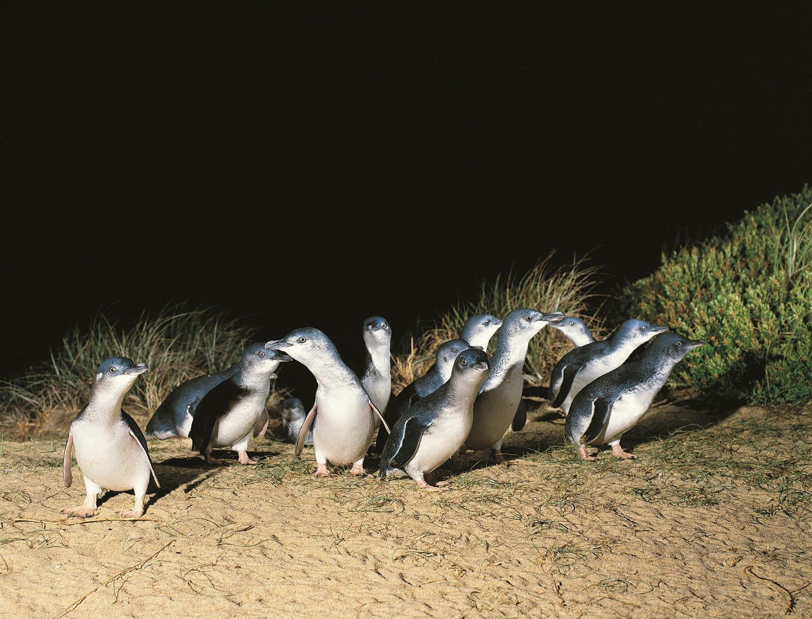 The penguin parade on Phillip Island