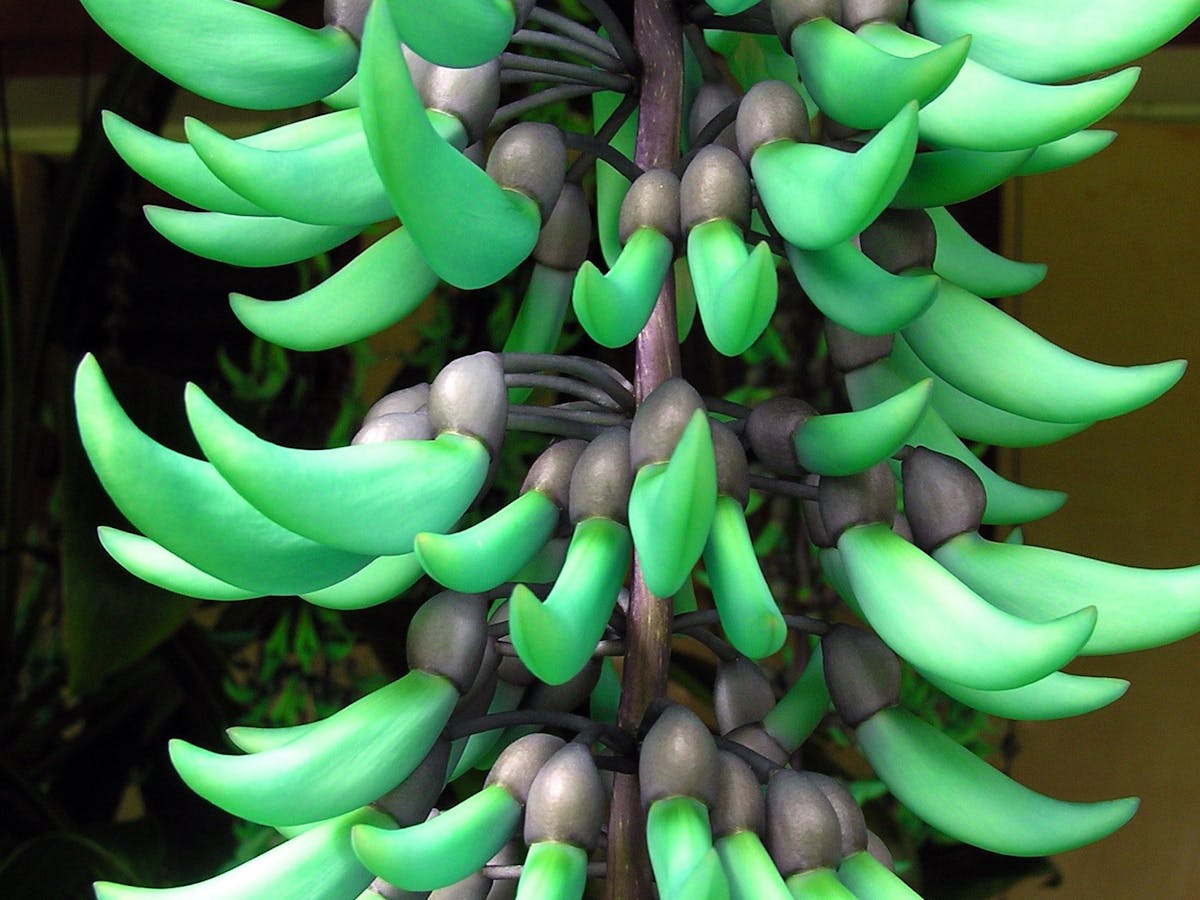 Jade vine / Strongylodon macrobotrys