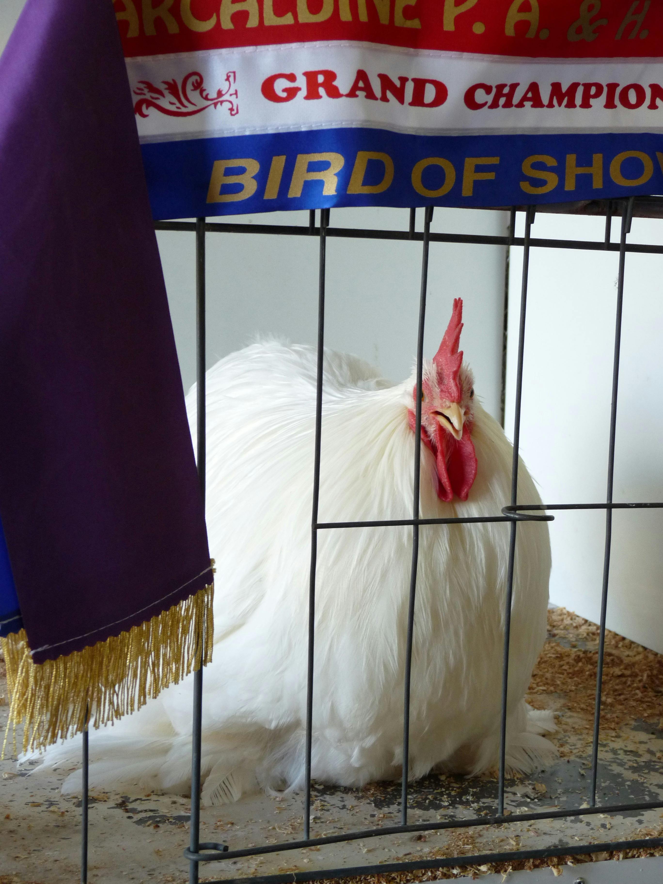 Winning Rooster
