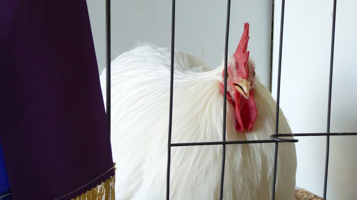 Winning Rooster
