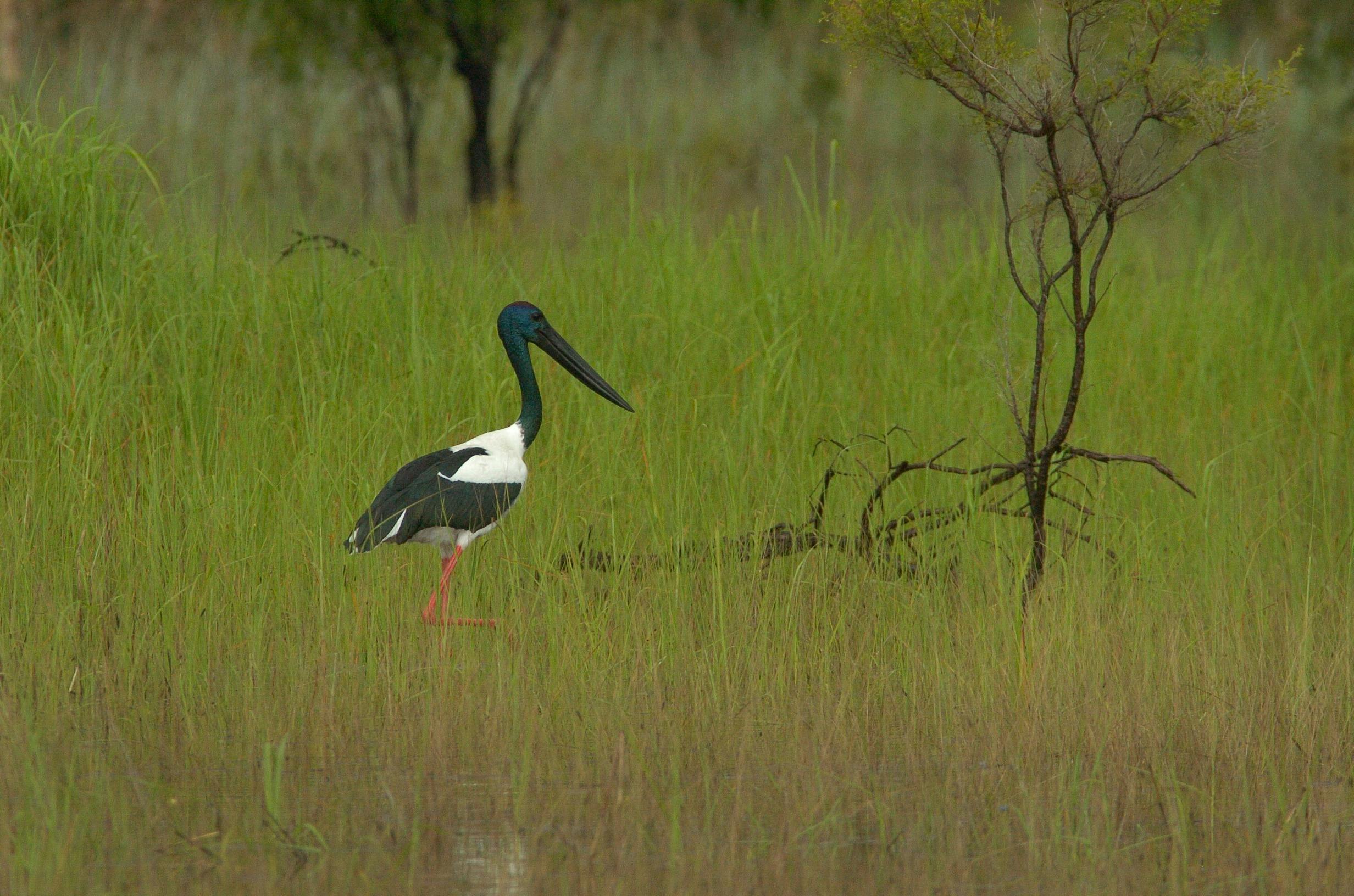 Jabiru Hunting