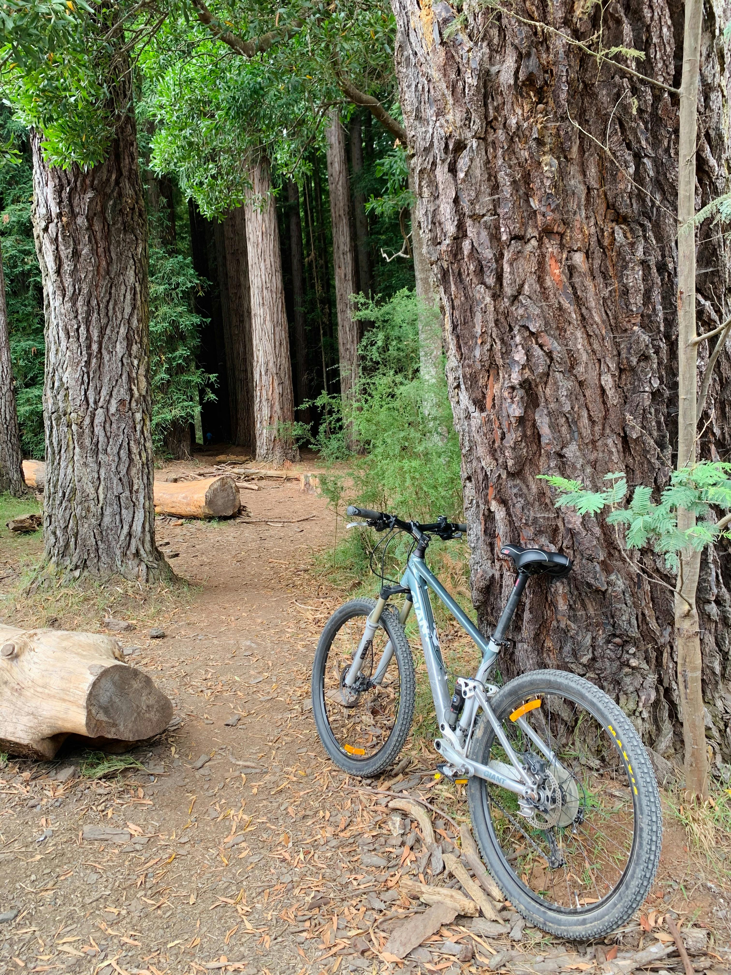 Redwood Forest Mountain Bike Tour