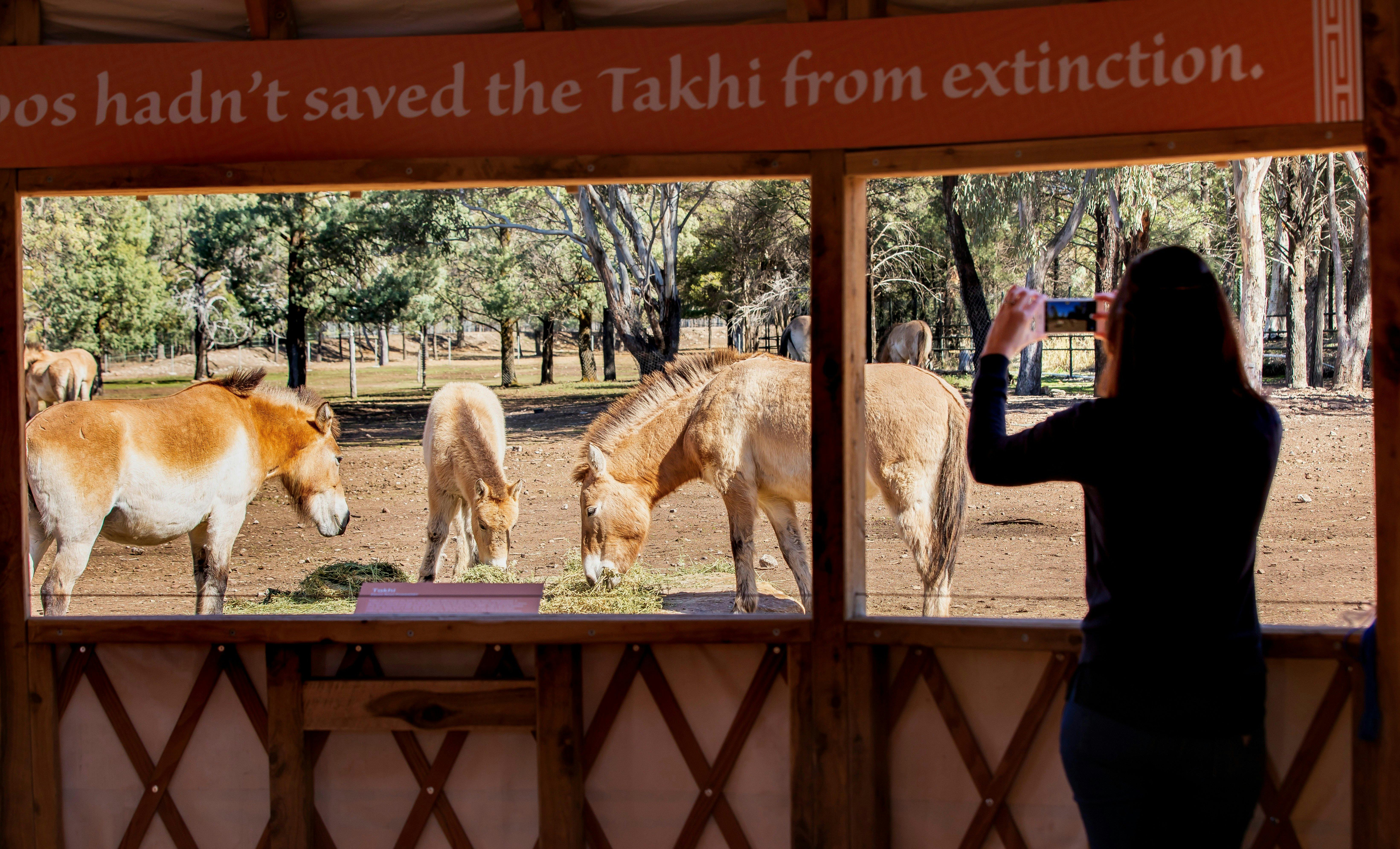 塔龍加西部平原動物園達博