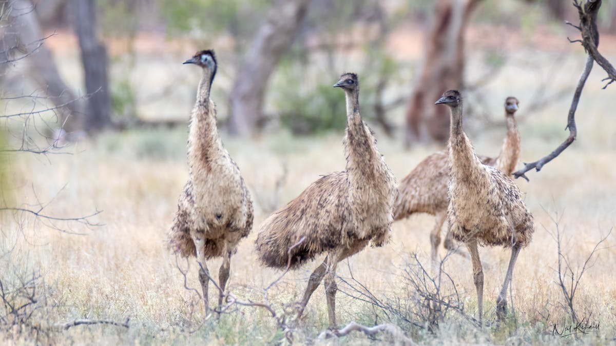 Emus in the wild at Charlotte Plains Station, Outback Queensland