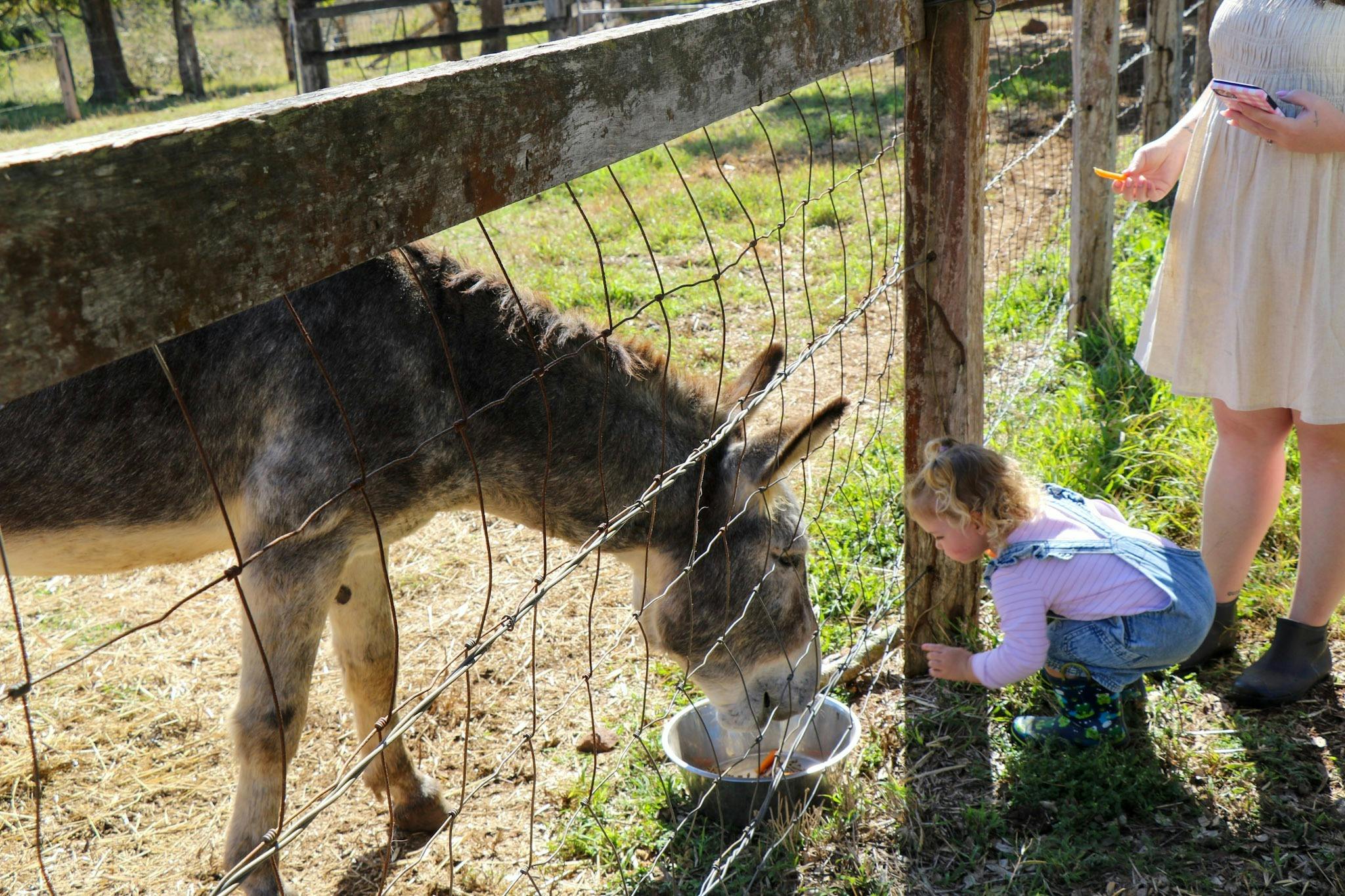 Platinum Highland Farm Experience with Lunch