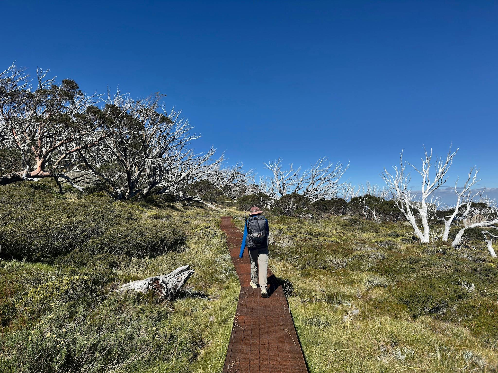 A hiker walking on a metal boardwalk through alpine tussock