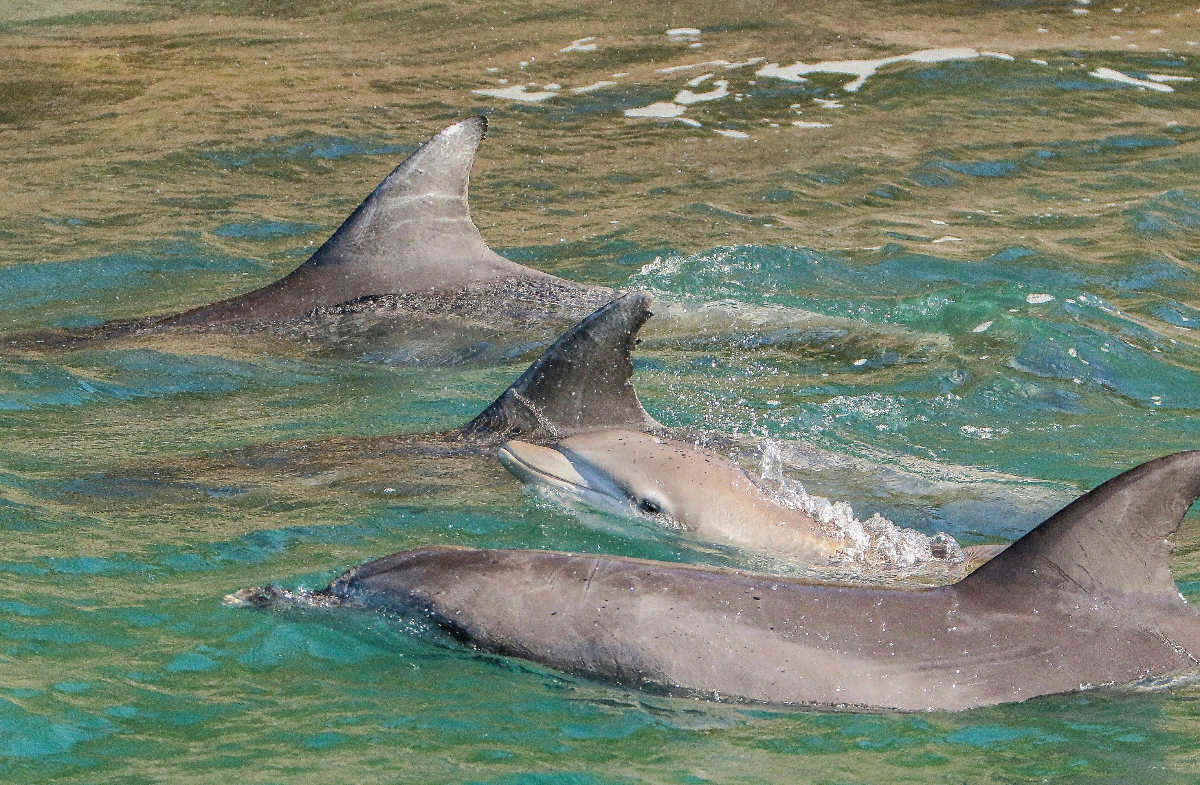 A pod of bottlenose dolphin travelling in close contact