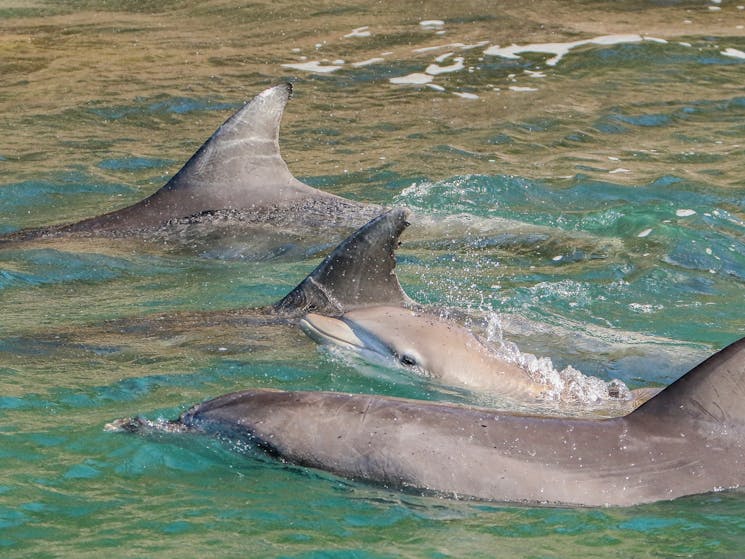 A pod of bottlenose dolphin travelling in close contact