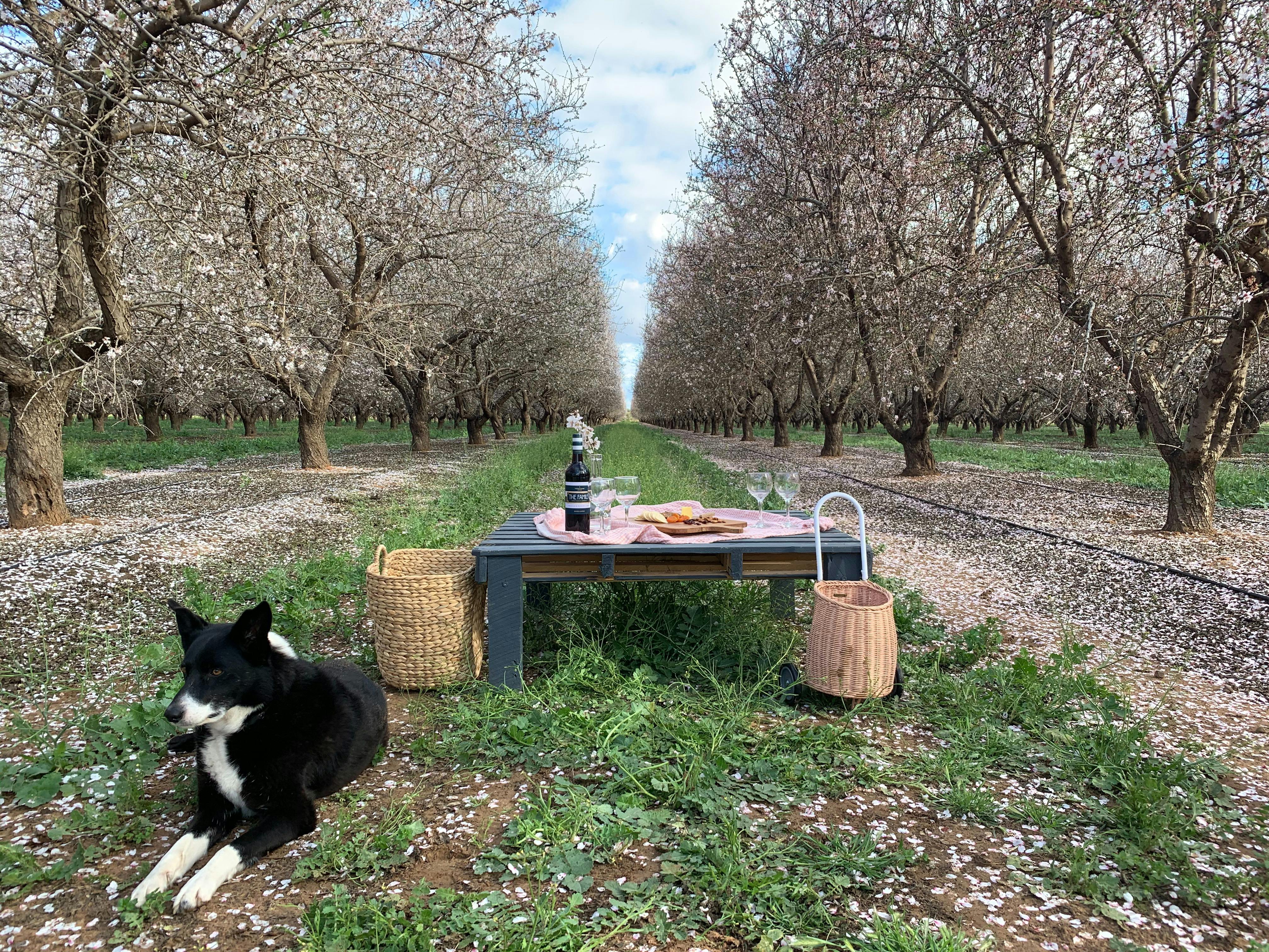 Picnic in the almonds