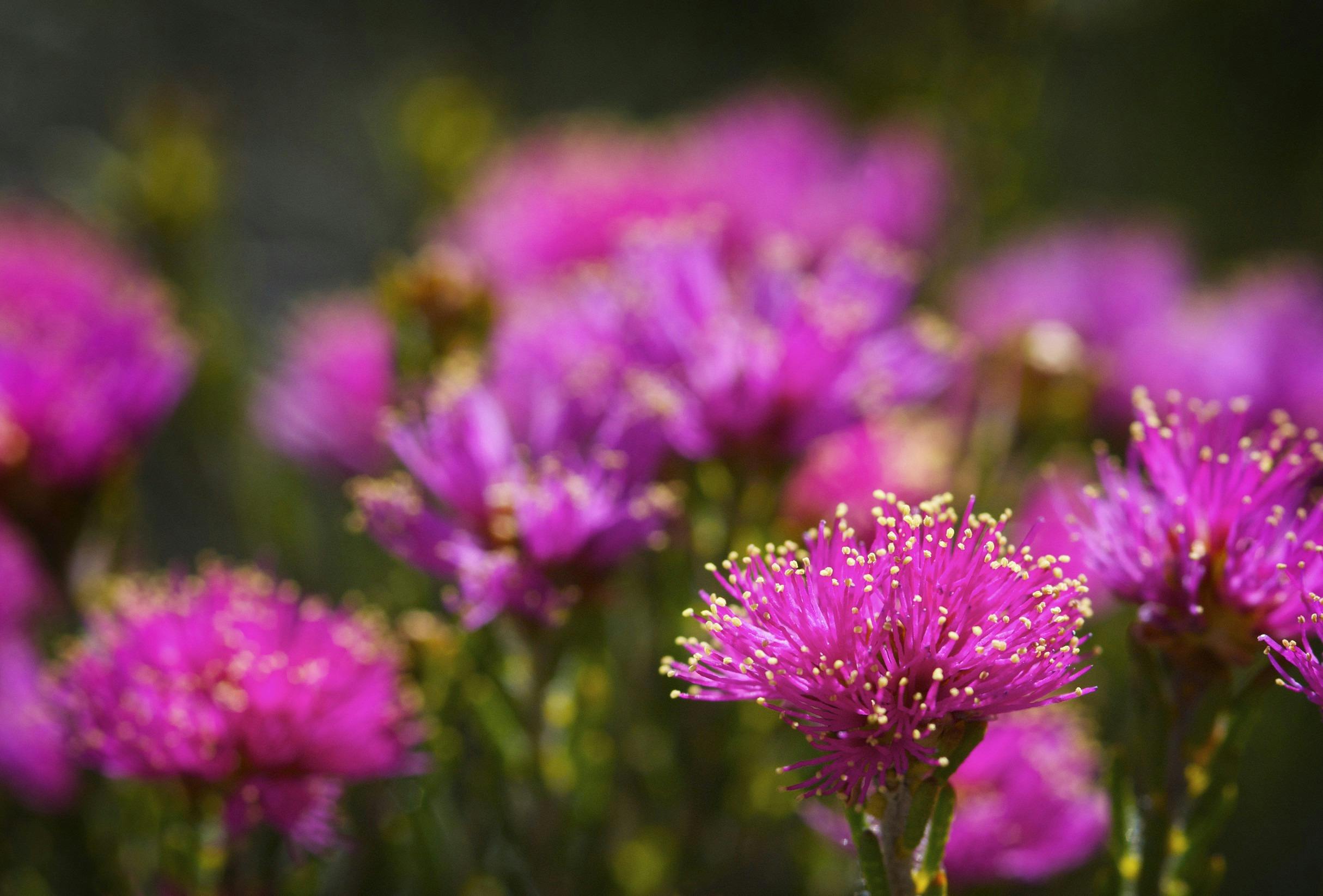 Esperance Wildflower Trail, Cape Le Grand, Western Australia