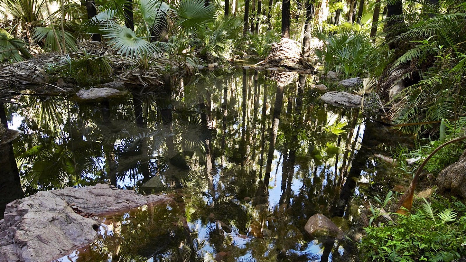Zebedee Springs