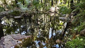 Zebedee Springs
