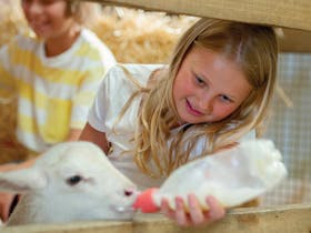 Girl giving a bottle of milk to a lamb at Hahndorf Farm Barn in Hahndorf