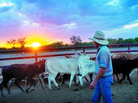 Dalrymple Sales Yards - Cattle Sales