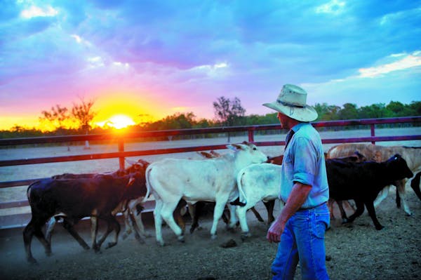 Dalrymple Sales Yards - Cattle Sales