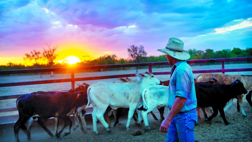 Dalrymple Sales Yards - Cattle Sales