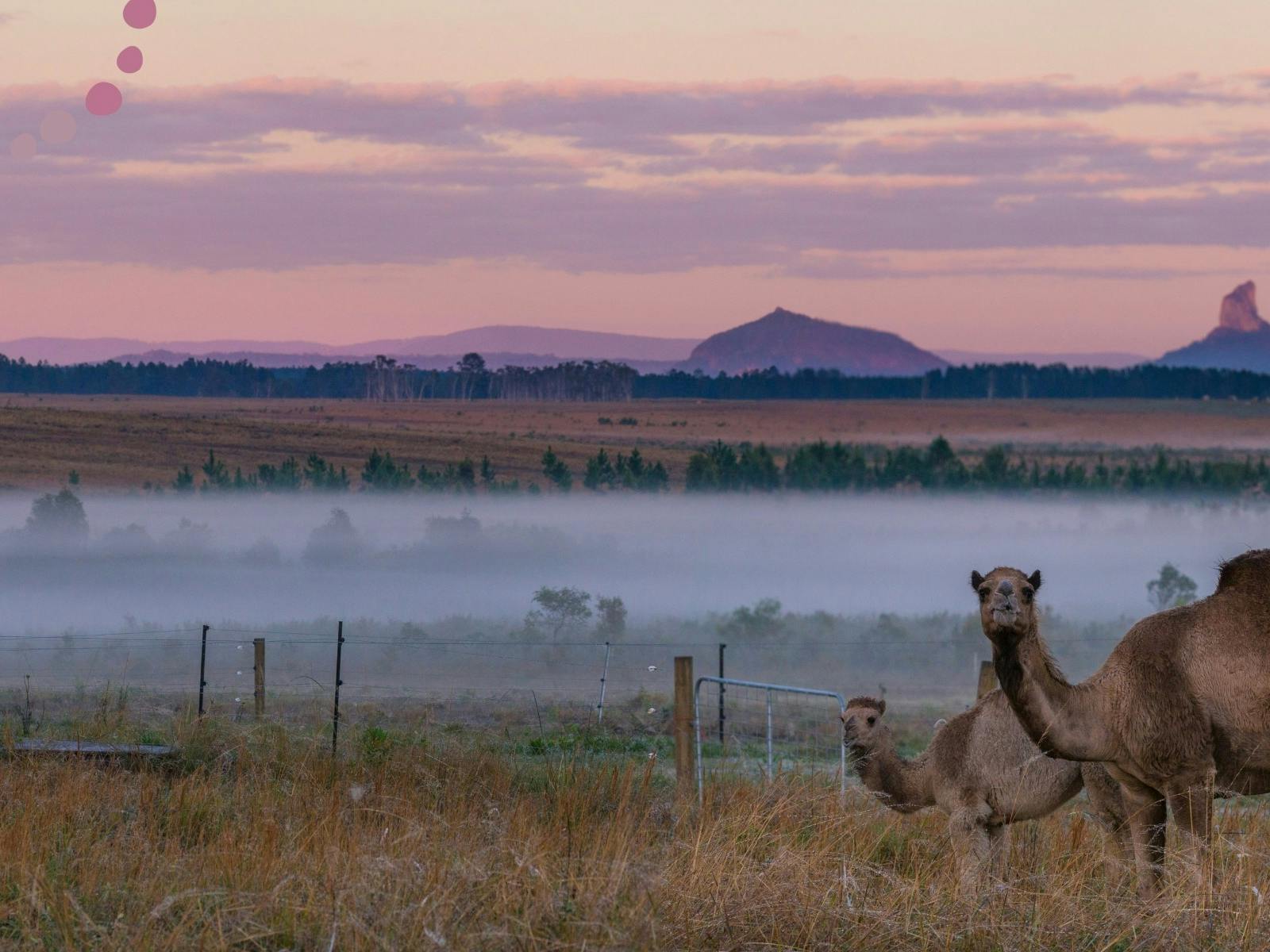 Camels standing in front of the Glass House Mountains at sunset, with dot art overlaid Camels standing in front of the Glass House Mountains at sunset, with dot art overlaid