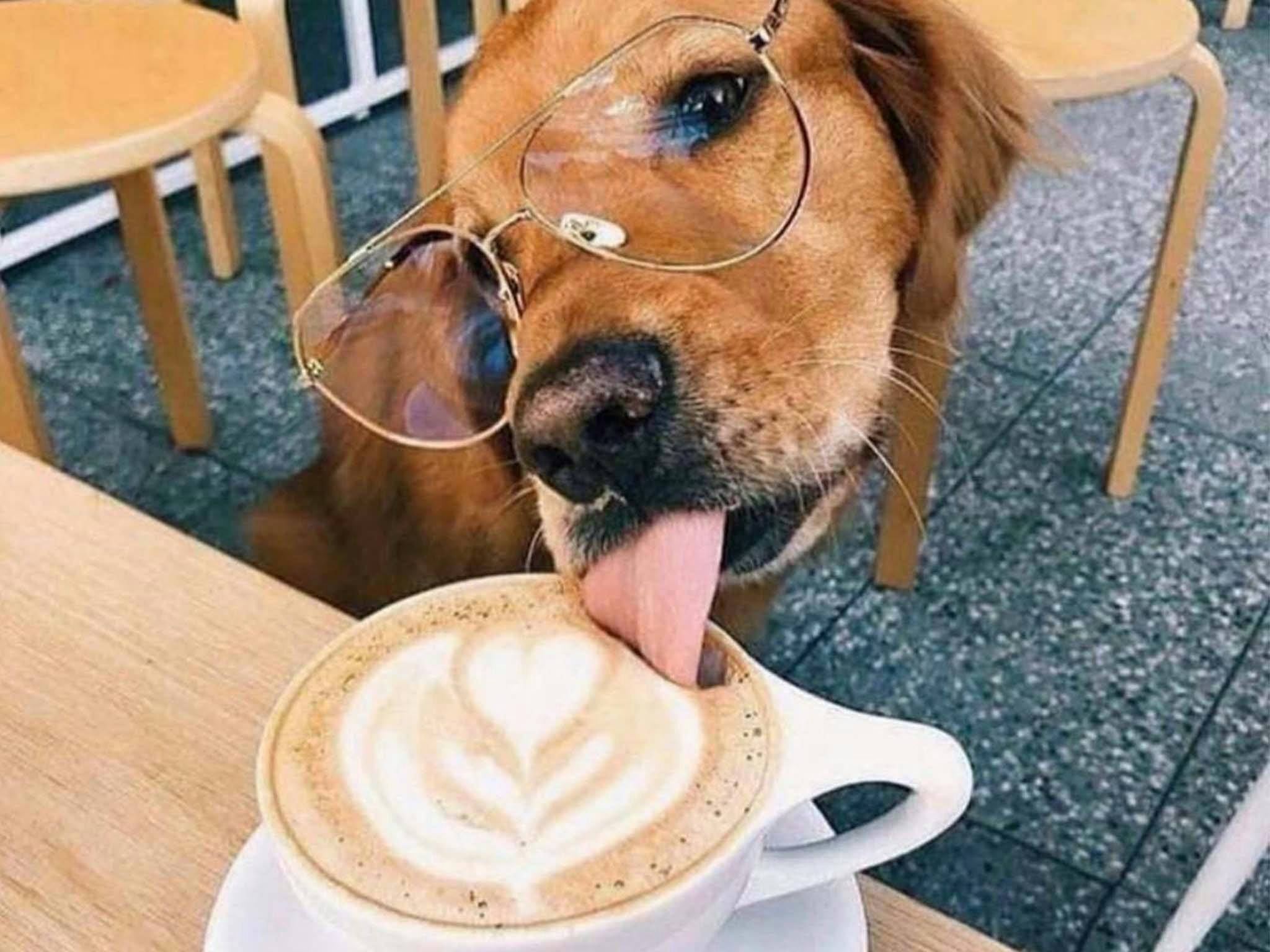Brookwater Barista