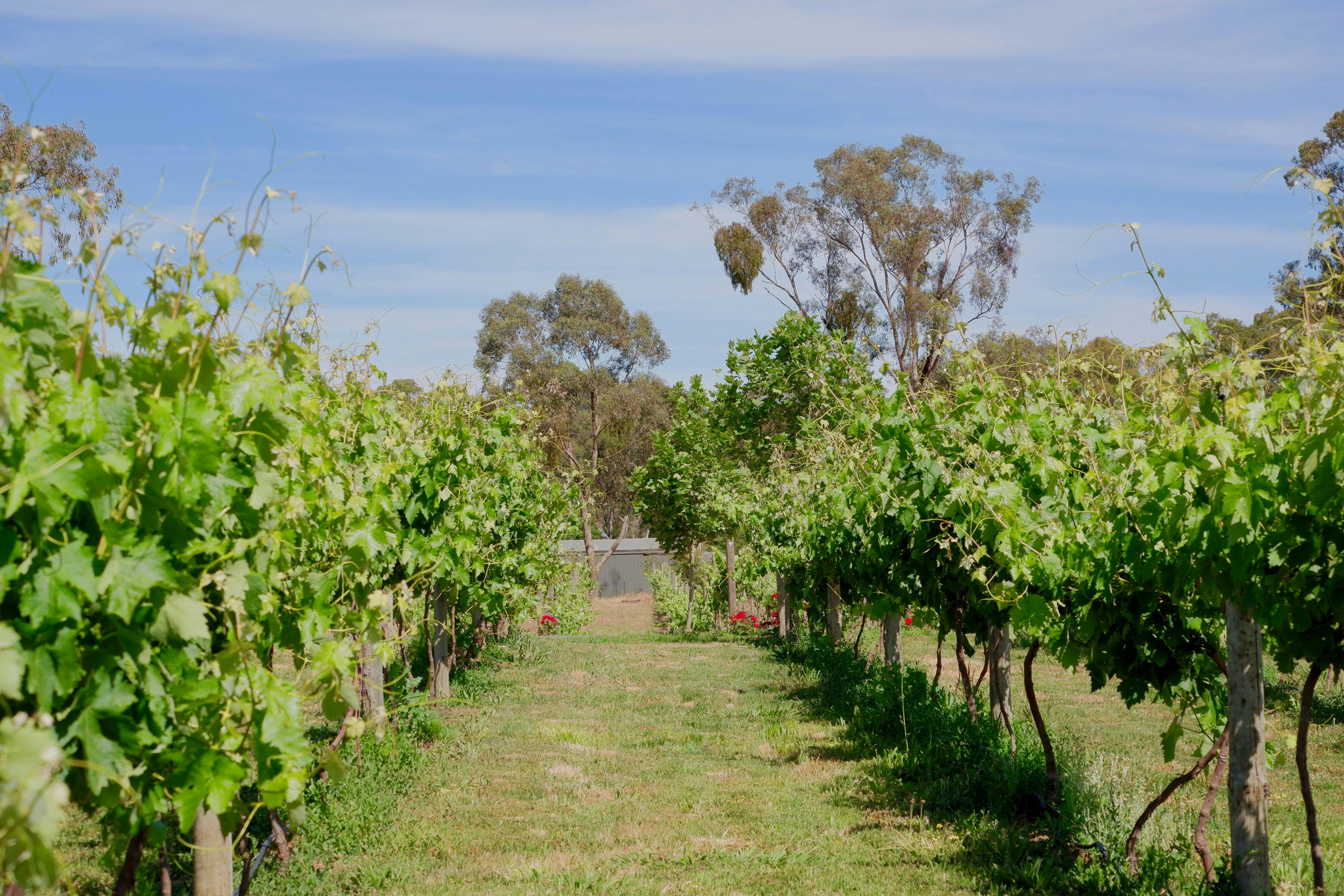 Heart of Gold Vineyard