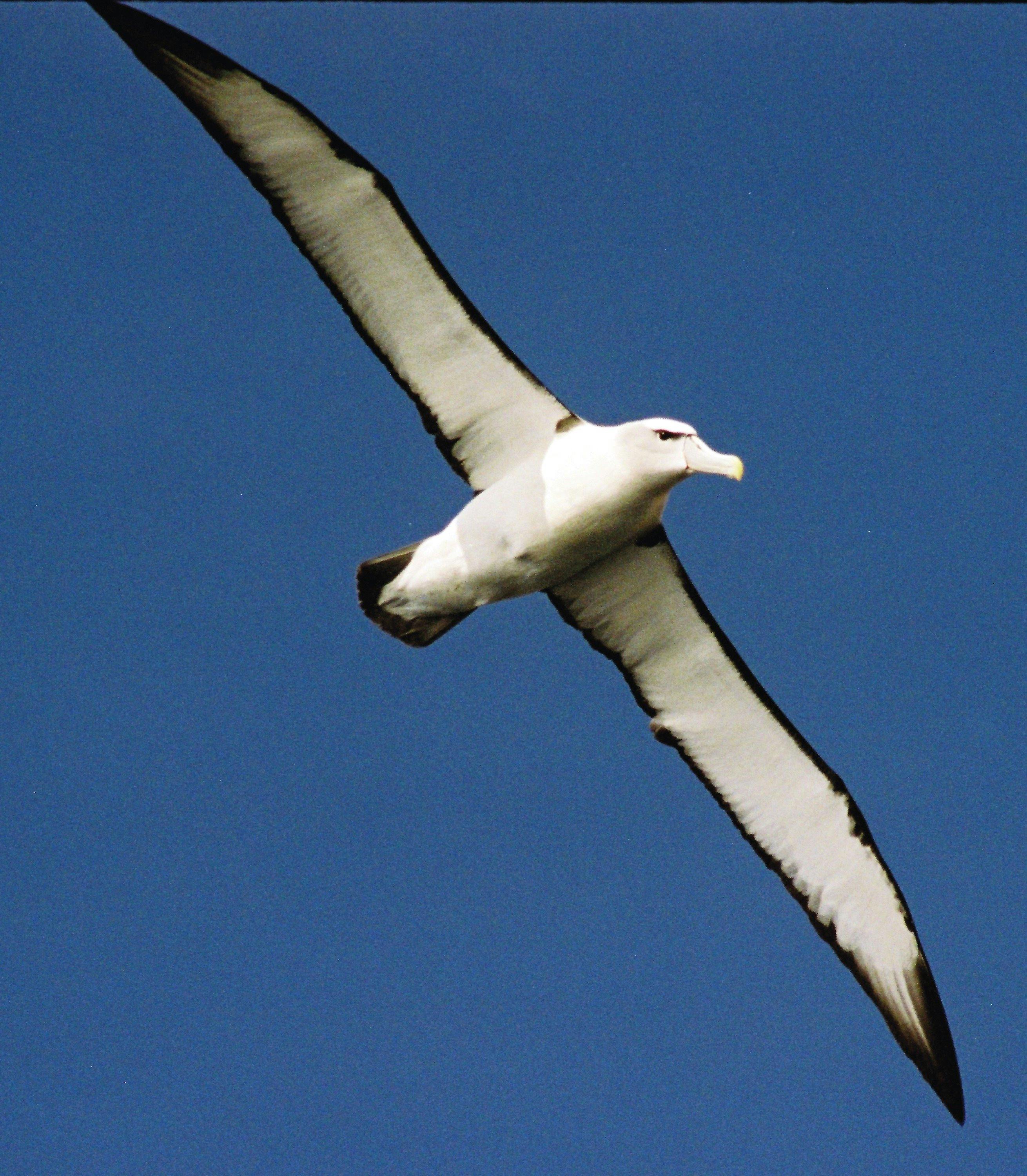 Albatross - Tasman Island Cruises