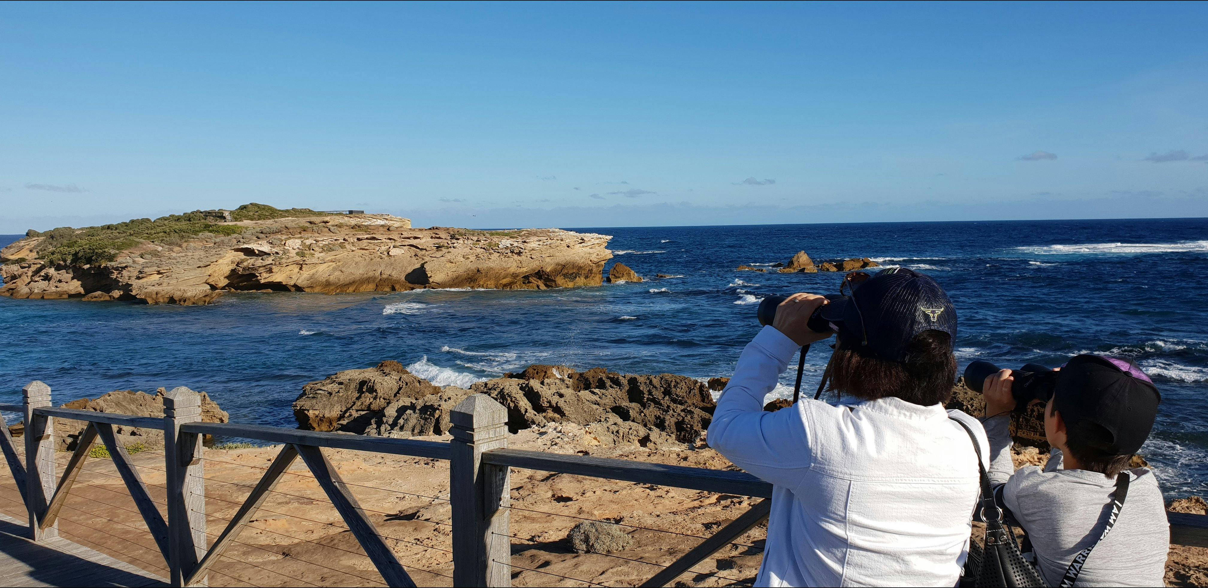 Warrnambool Victoria Australia.  Penguin Island  Warrnambool Wanderer Tour. Tour With A Local