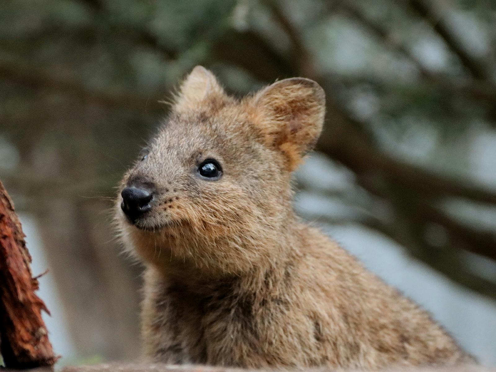 A close up image of a quokka, which is a small species of wallaby.