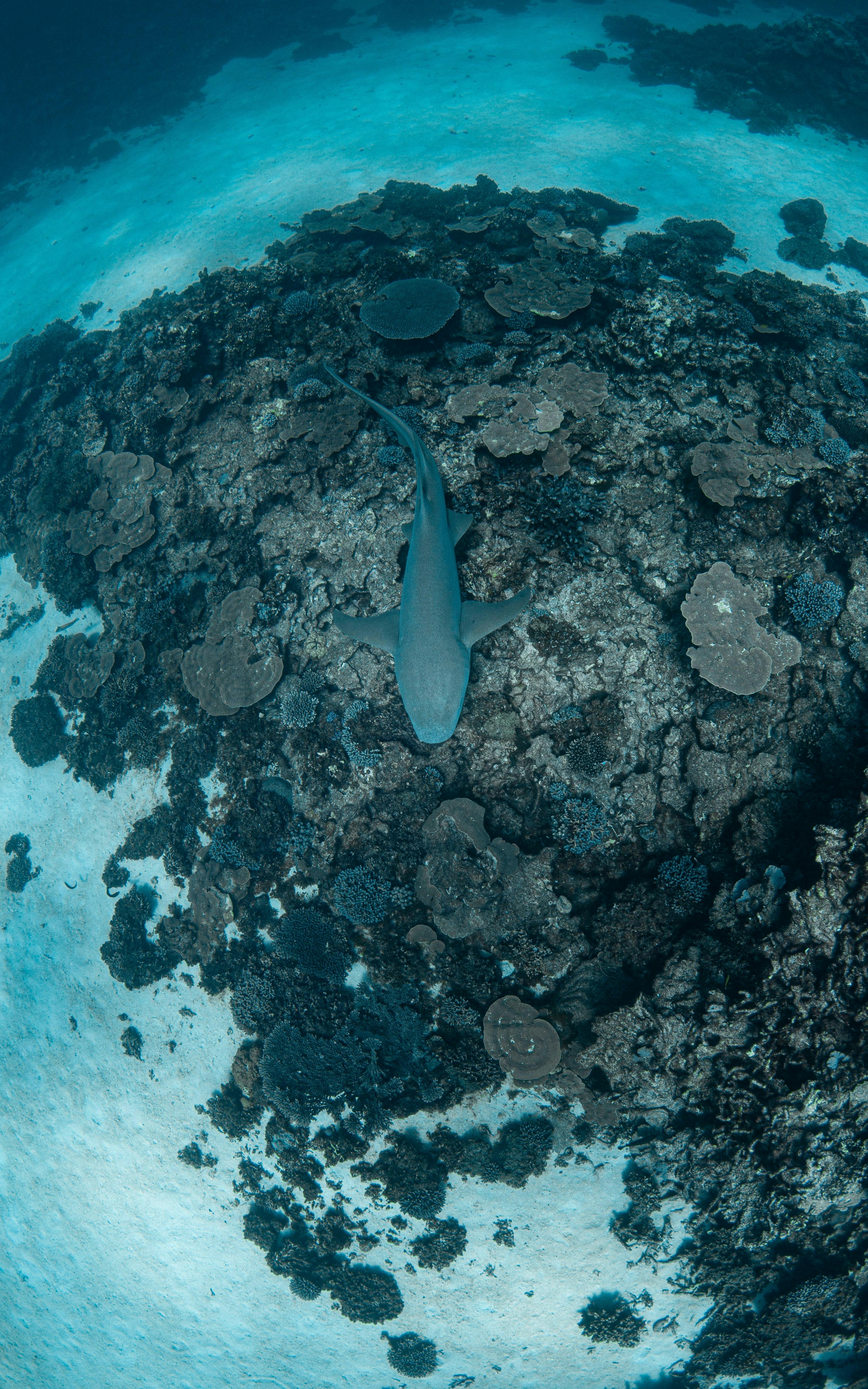 Ningaloo Reef Dive and Snorkel, Coral Bay, Western Australia