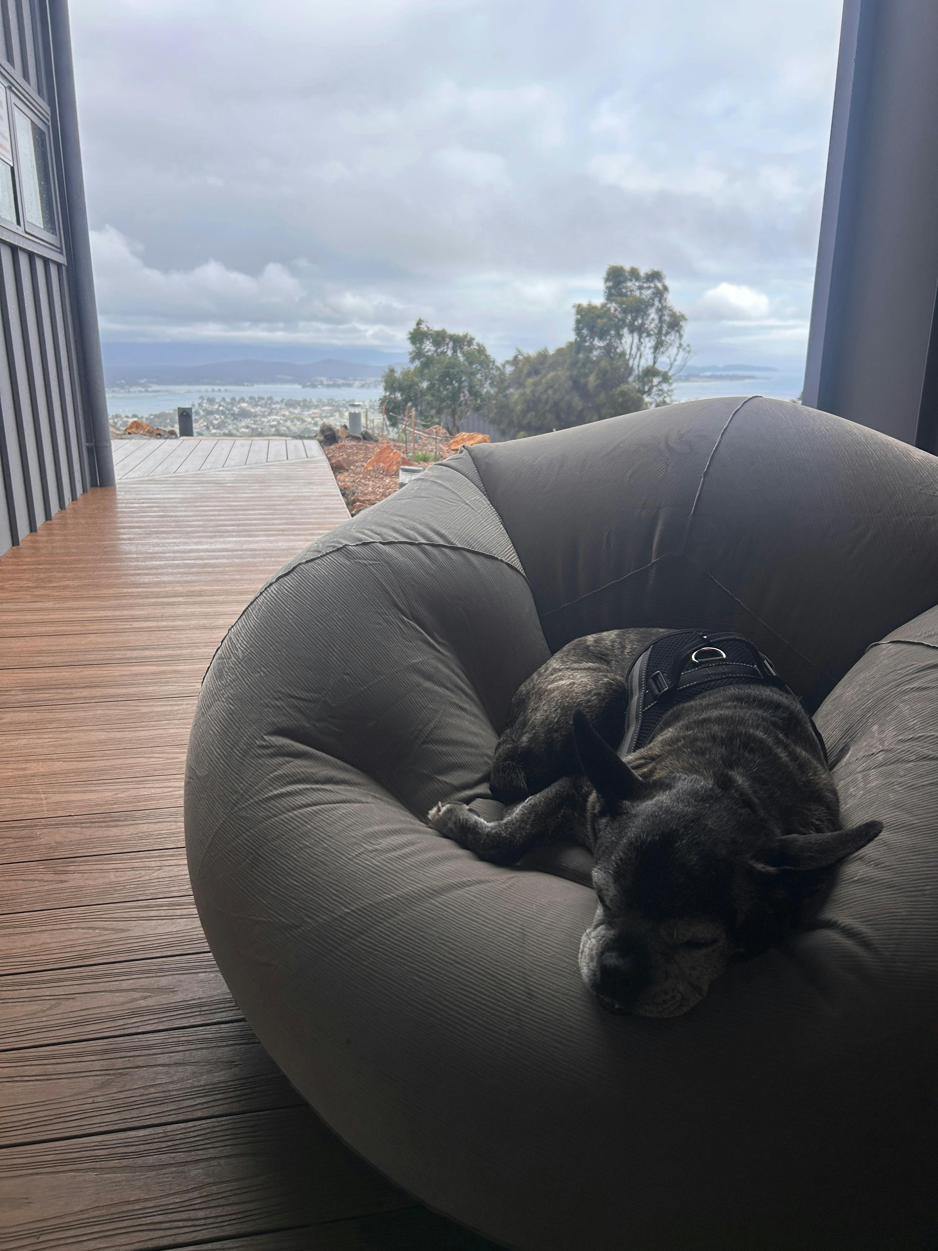 Dog on bean bag on cafe deck
