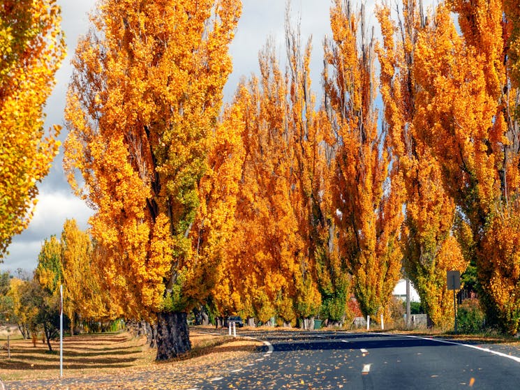 A highway lined with yellowing poplars in the Snowy Mountains NSW