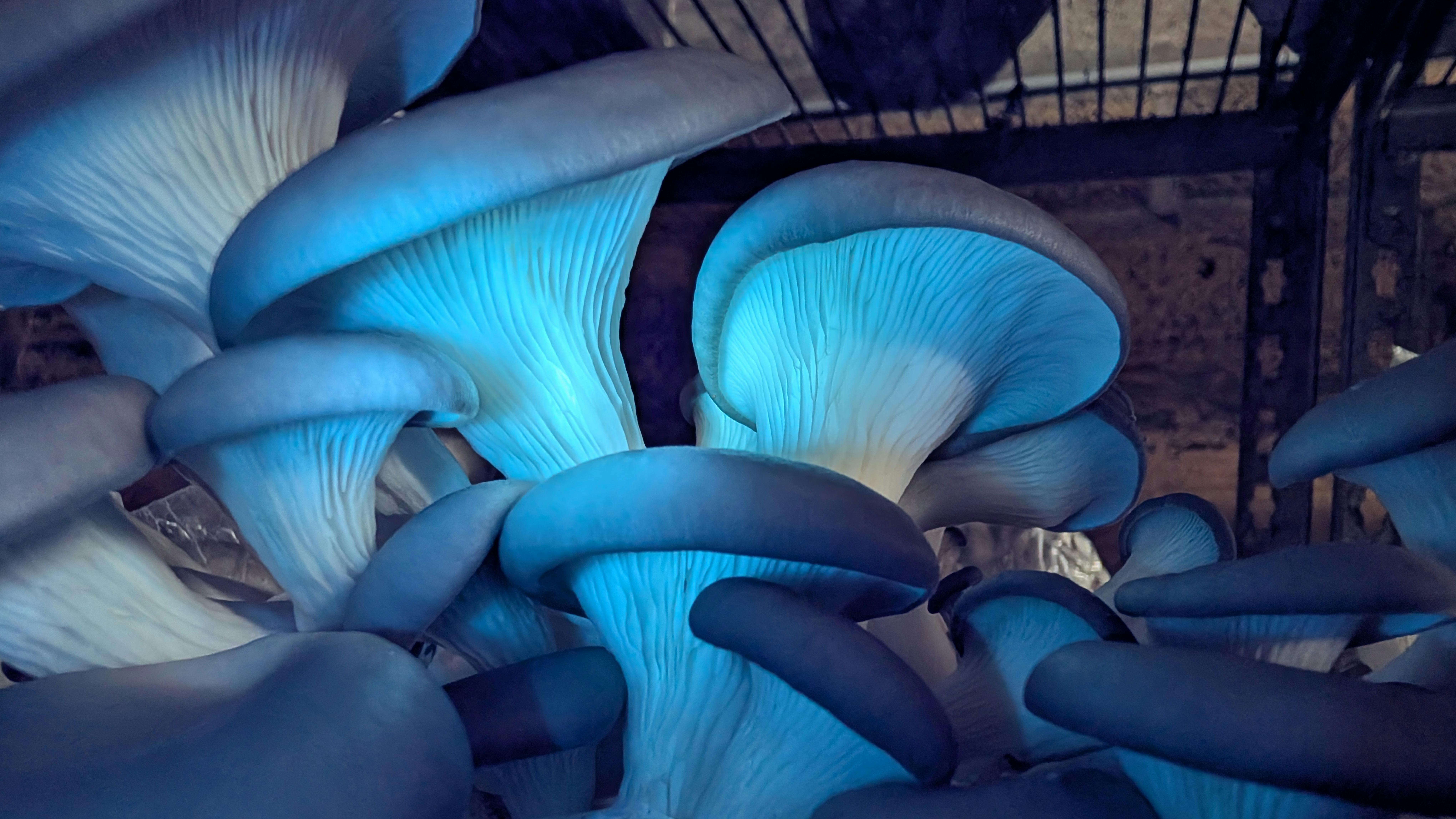 Fungi glowing blue