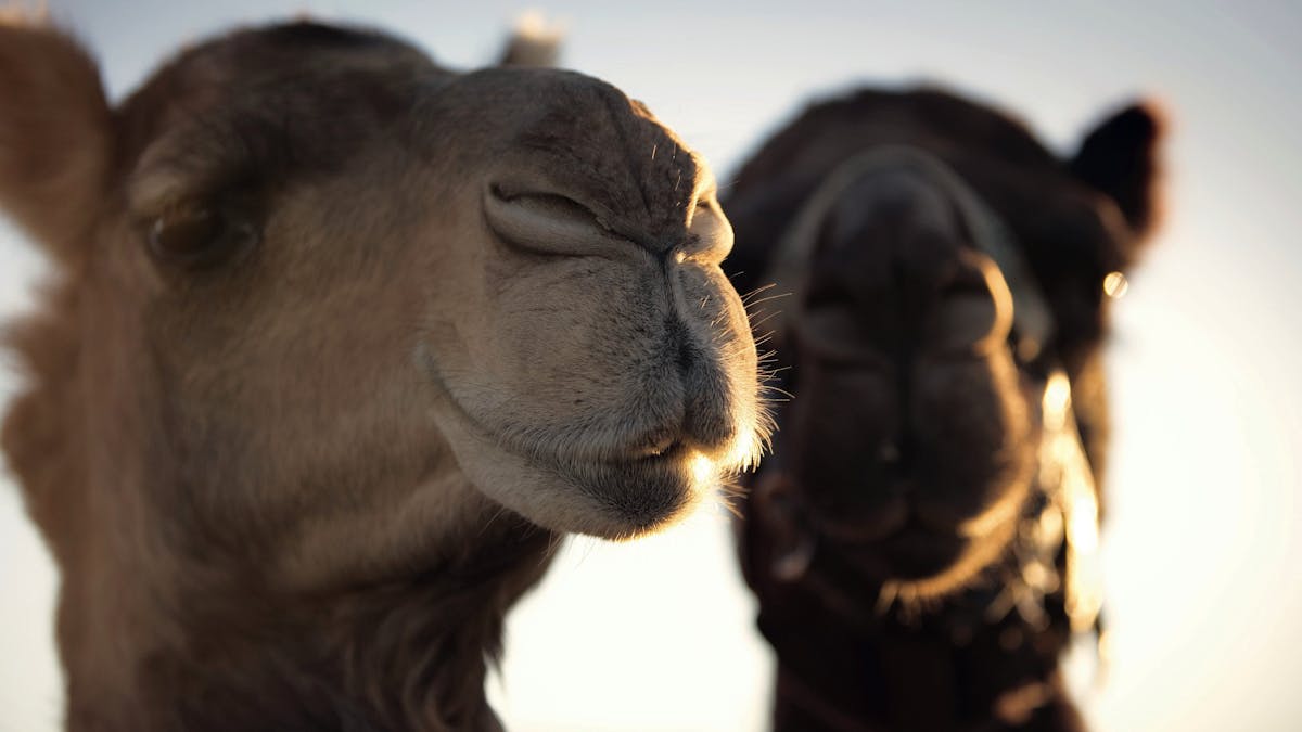 Came say hello to these friendly furry faces at the Boulia Camel Races held in July Came say hello to these friendly furry faces at the Boulia Camel Races held in July