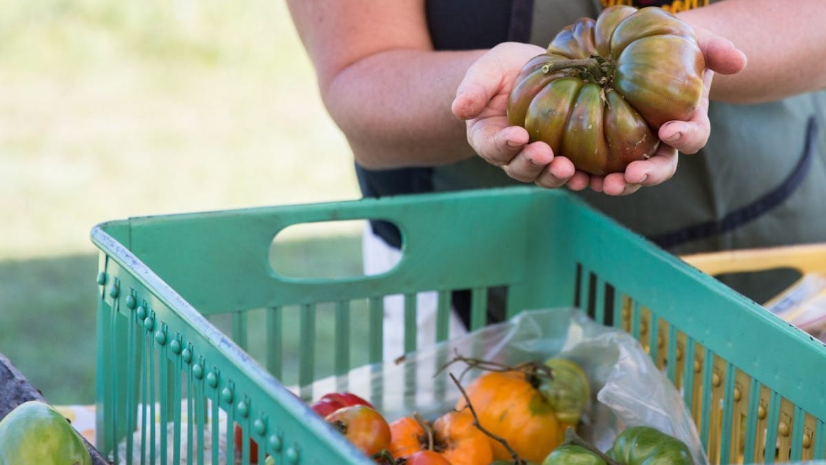 Moreton Bay Eco Fest Growing Vegetables