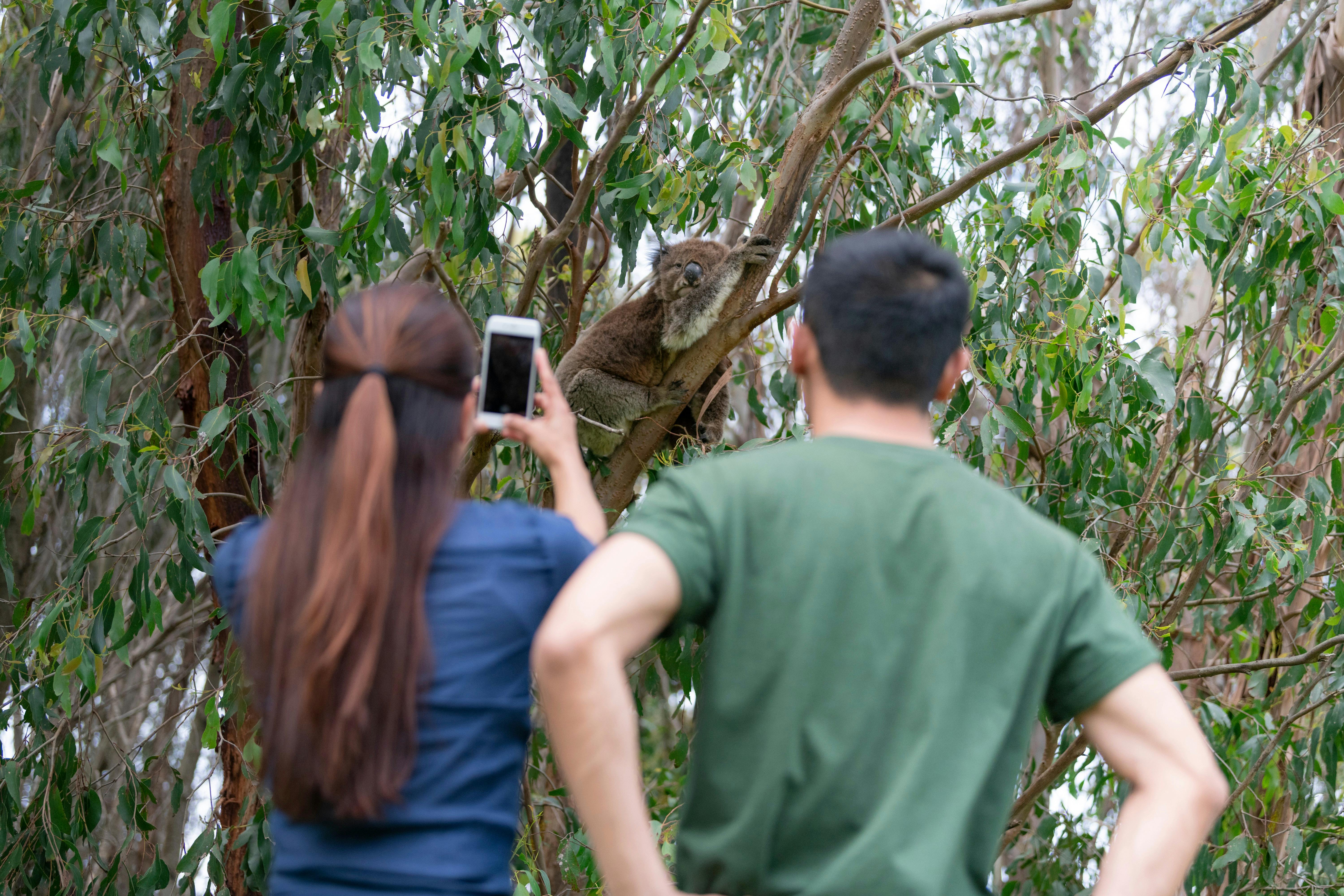 Find  our native animals in the wild including Koalas