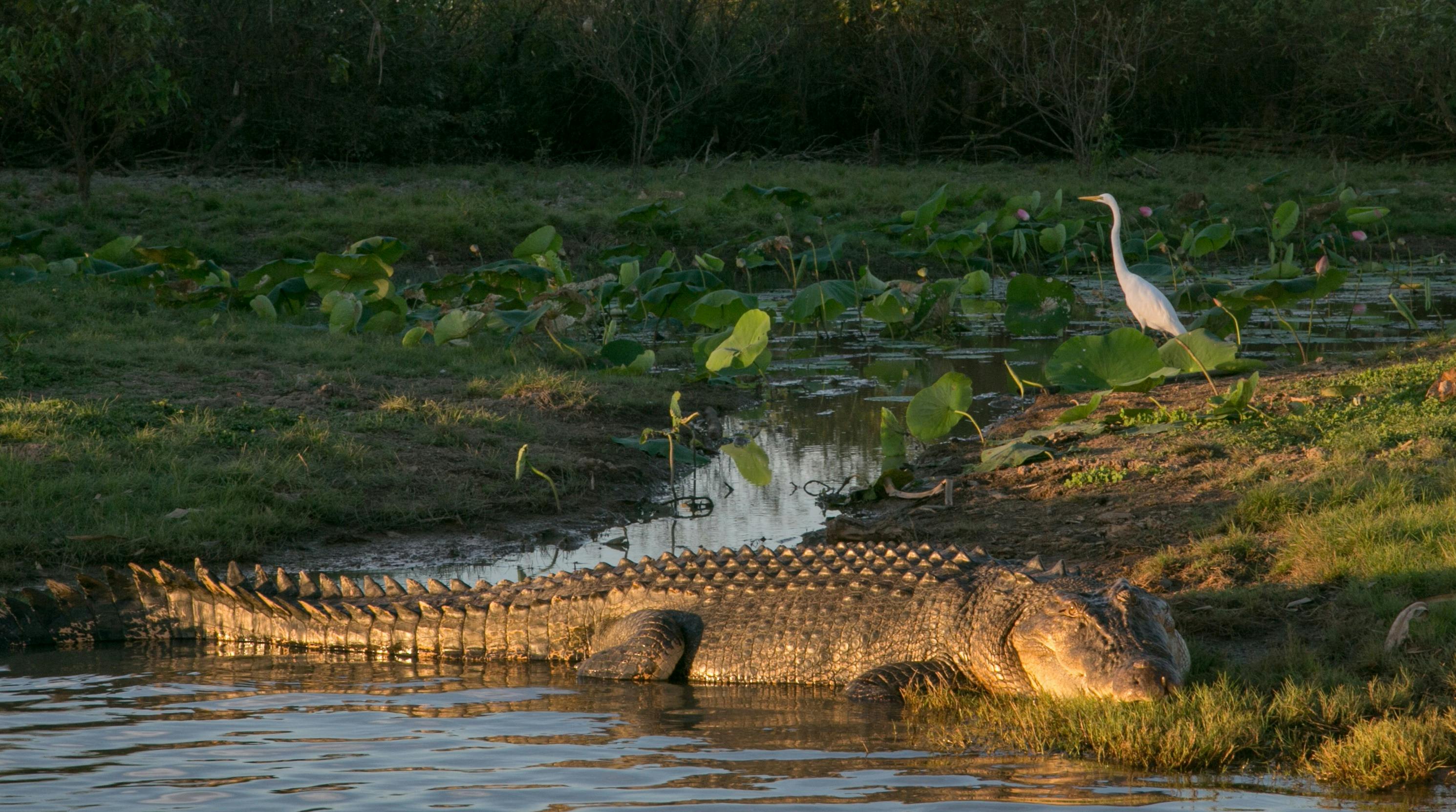 Salt water crocodile
